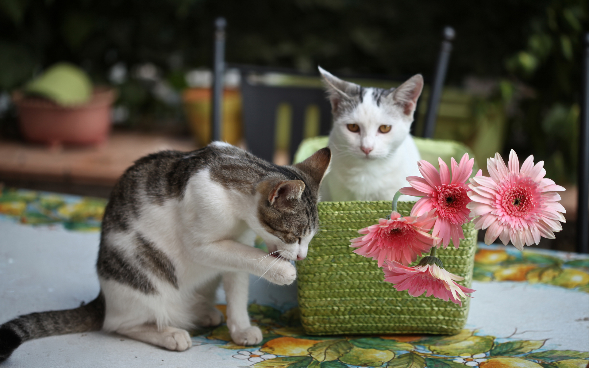 Descarga gratuita de fondo de pantalla para móvil de Gato, Gatos, Animales.