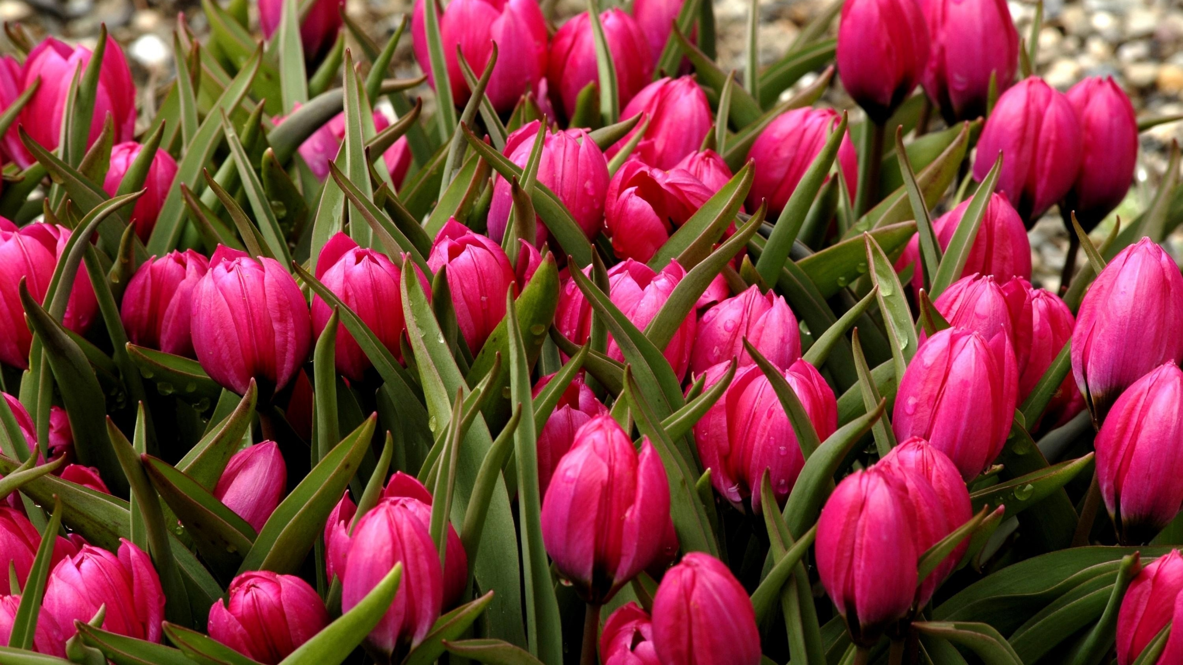 Скачати мобільні шпалери Квітка, Земля, Тюльпан, Рожева Квітка, Флауерзи безкоштовно.
