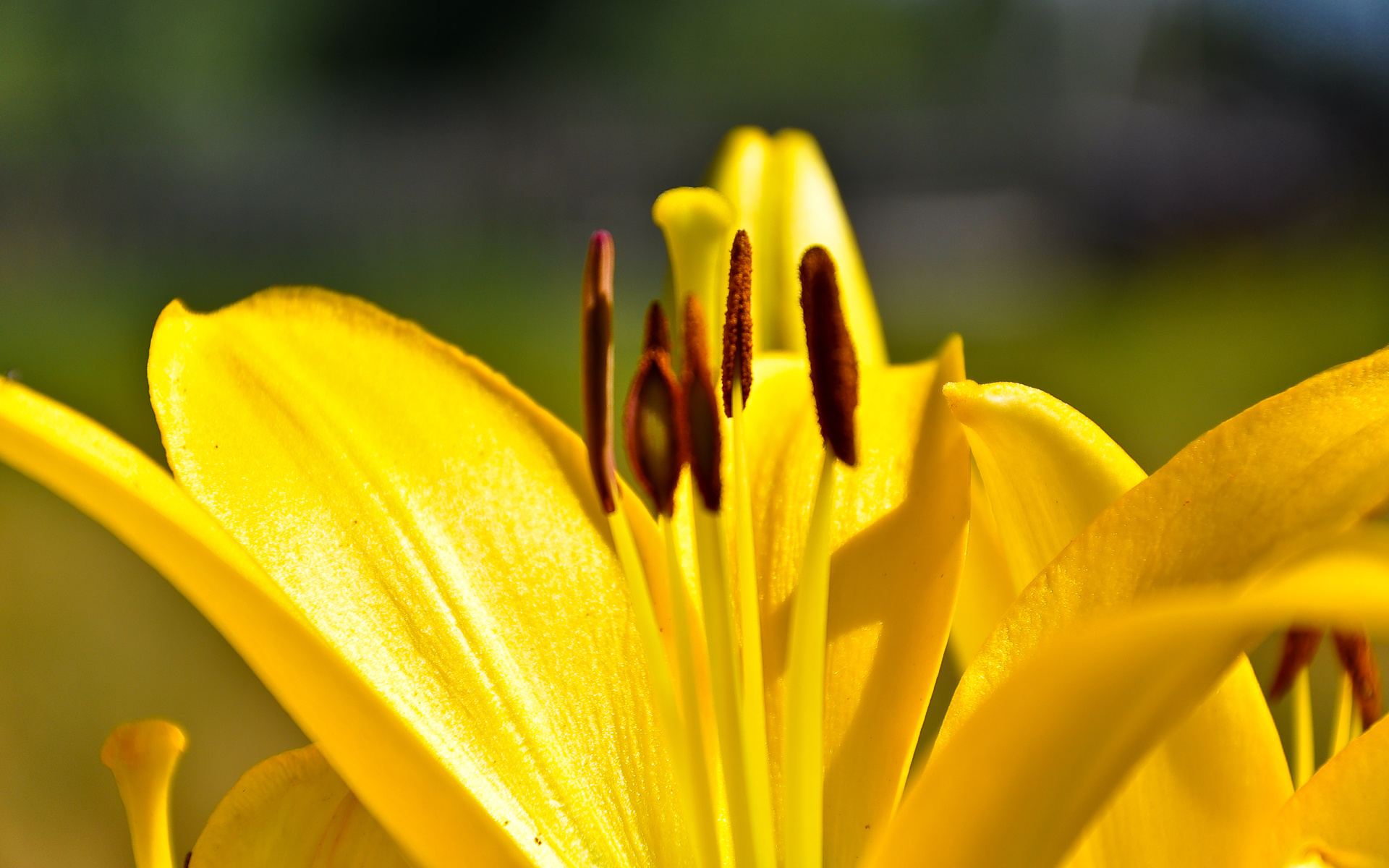 Download mobile wallpaper Lily, Yellow Flower, Flowers, Flower, Earth for free.