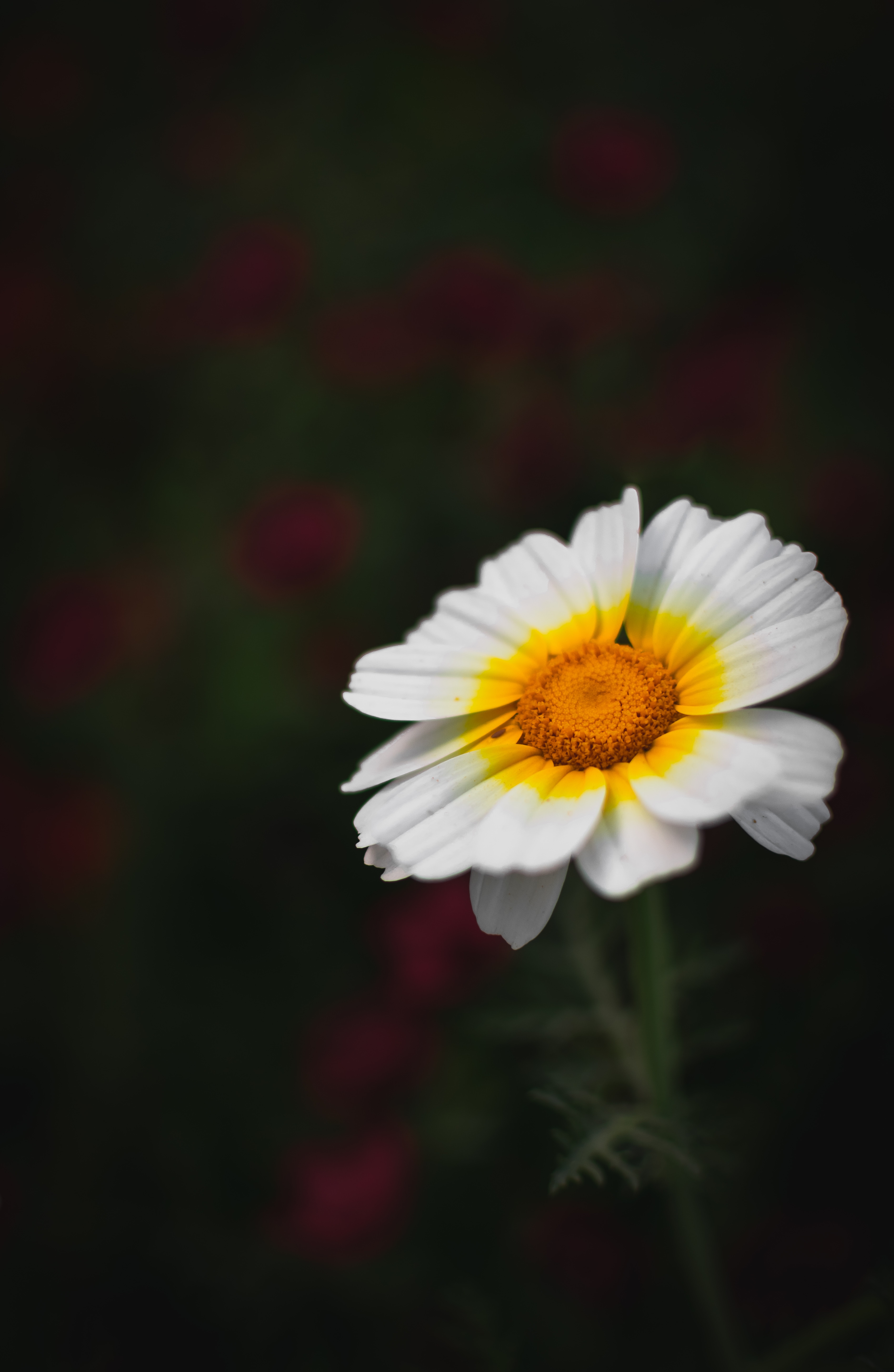 Free download wallpaper Flower, Macro, Blur, Smooth, Flowering, Petals, Bloom on your PC desktop