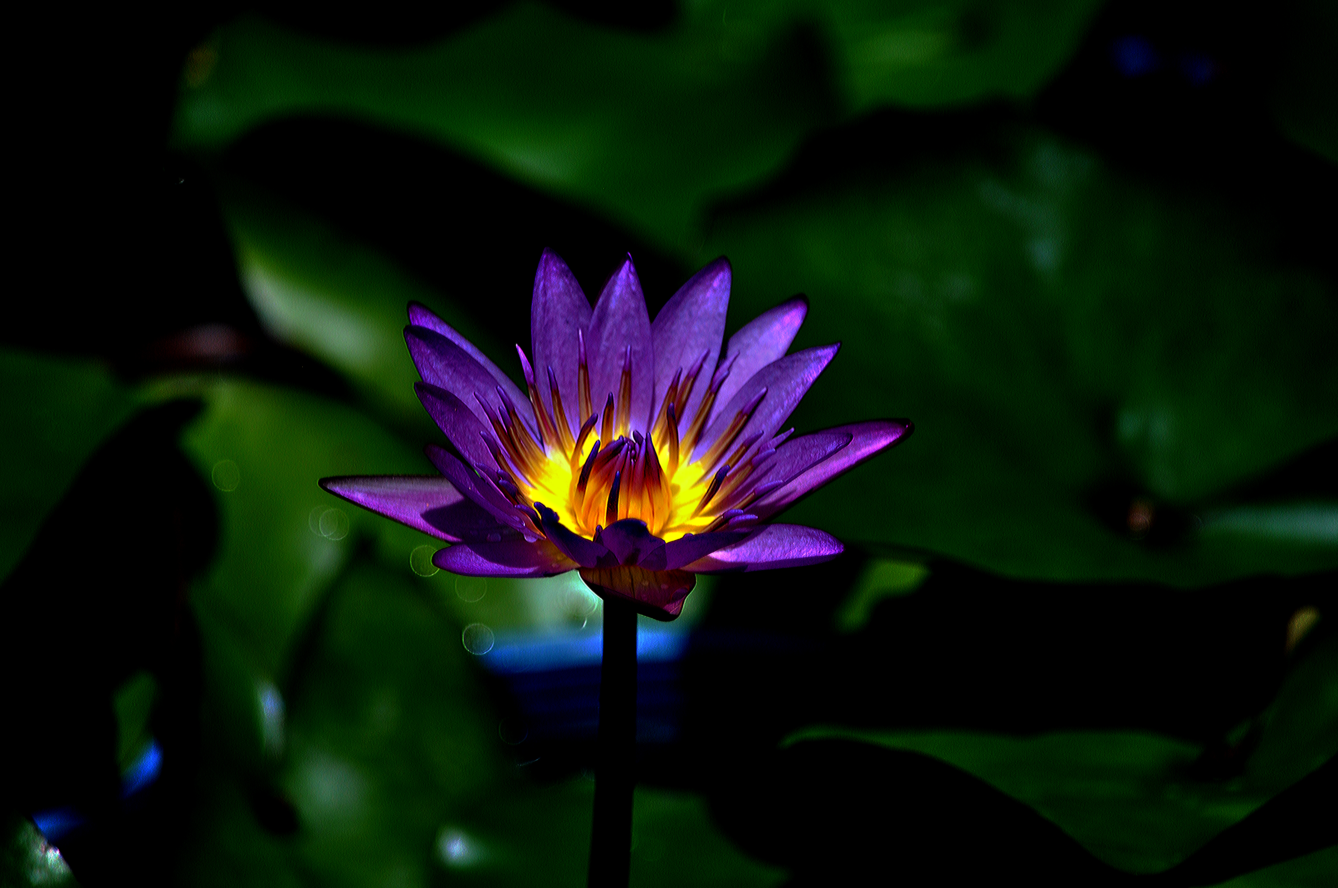 Download mobile wallpaper Water Lily, Macro, Flowers, Flower, Earth for free.