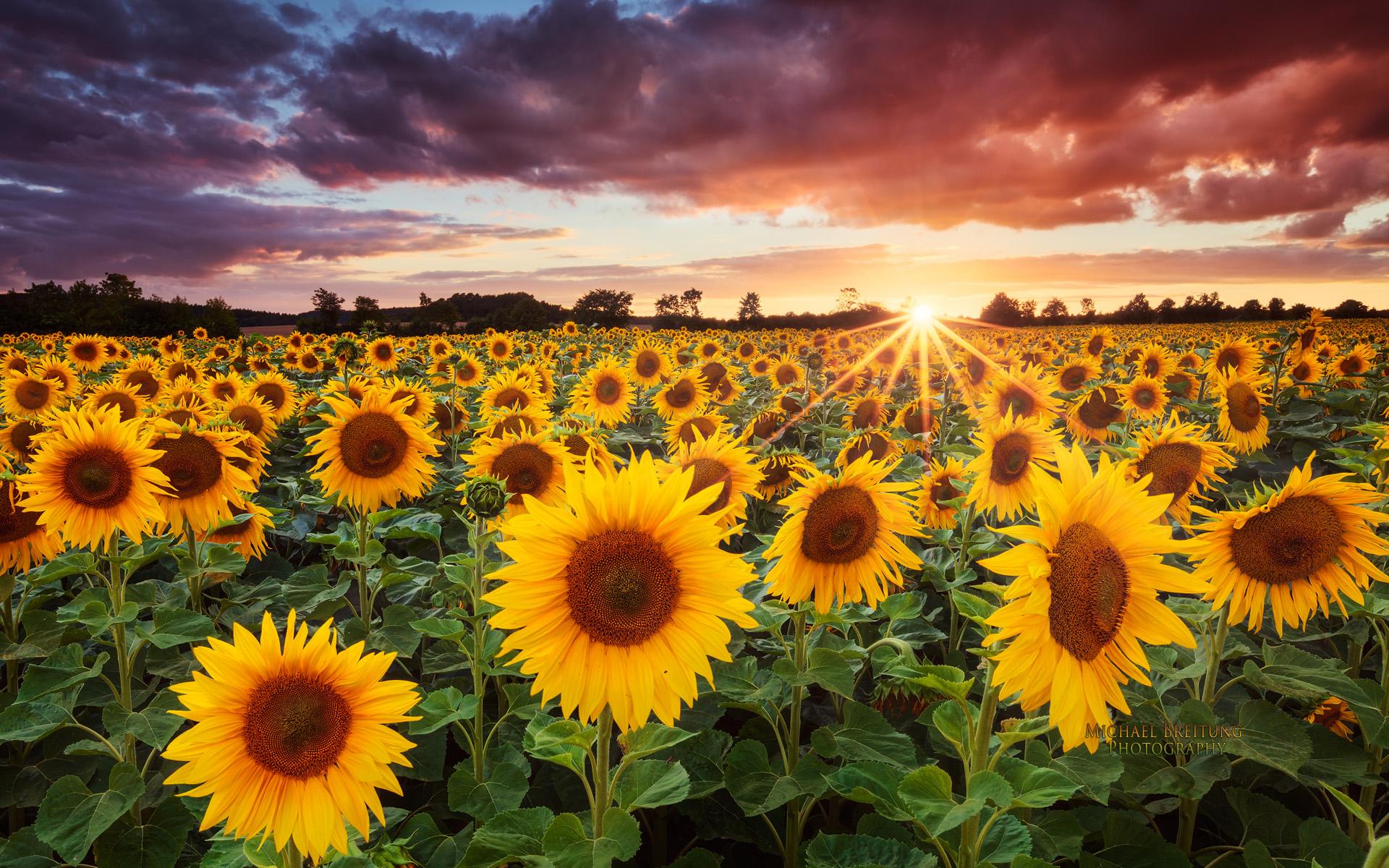 Free download wallpaper Earth, Sunflower on your PC desktop