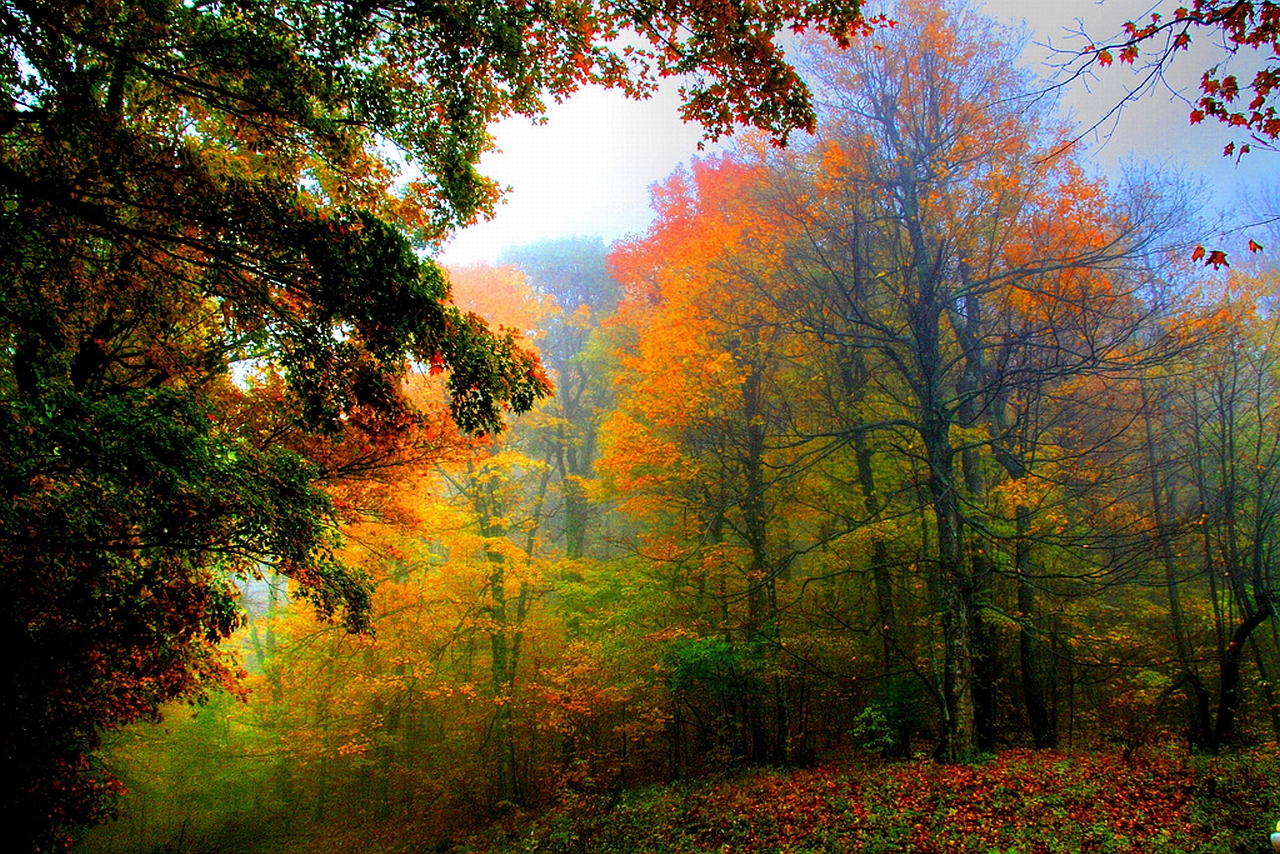 Baixe gratuitamente a imagem Floresta, Terra/natureza na área de trabalho do seu PC