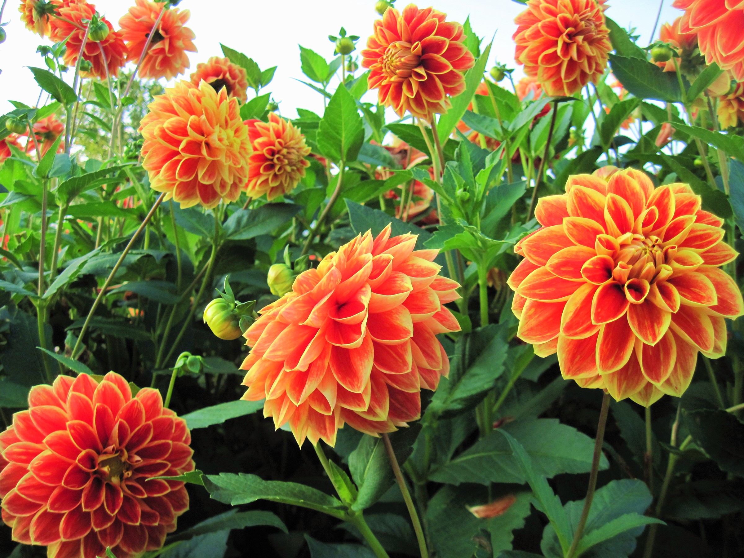Laden Sie das Blumen, Blume, Blatt, Dahlien, Erde/natur, Orangene Blume-Bild kostenlos auf Ihren PC-Desktop herunter