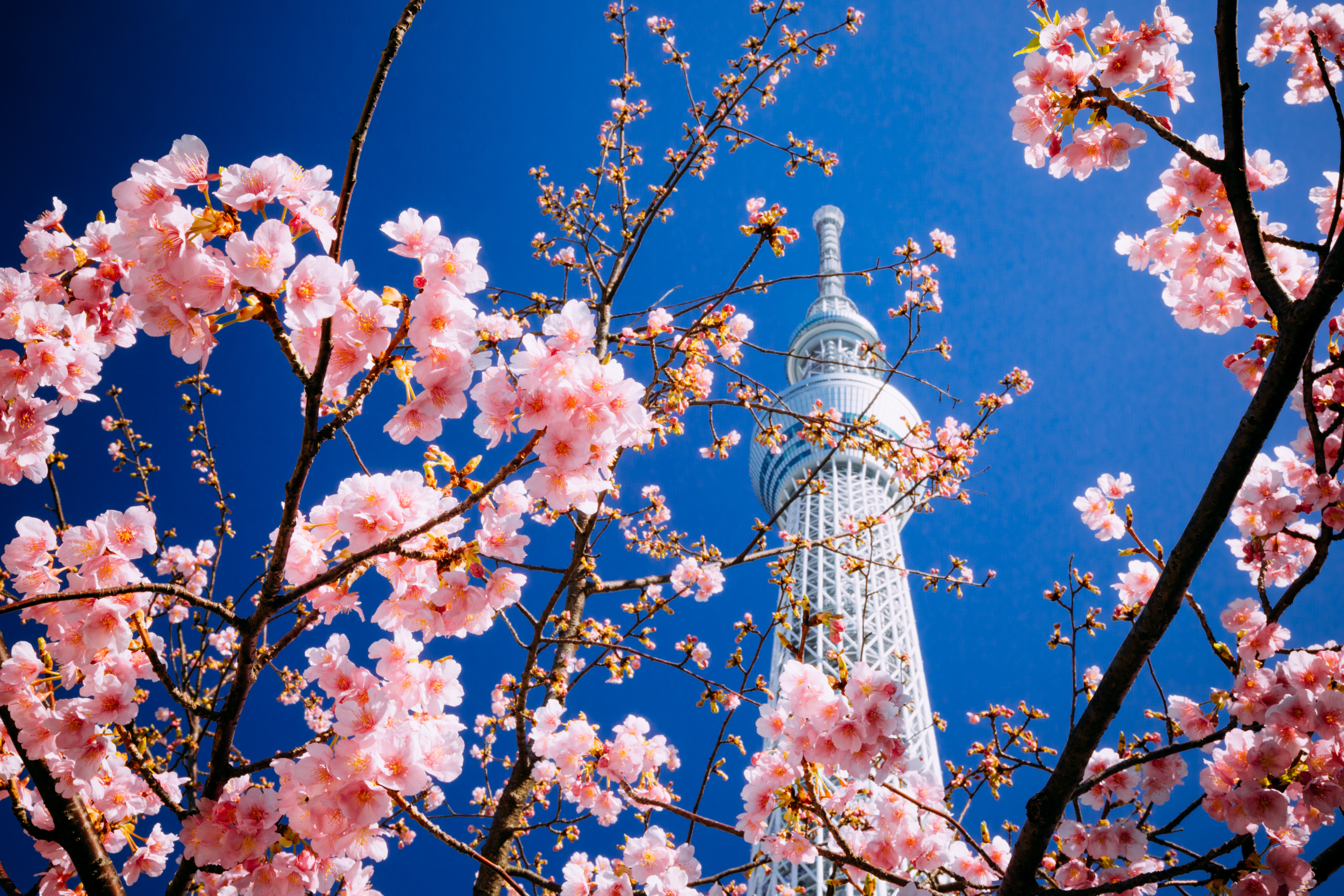 tokyo, bloom, cities, sakura, building, flowering, tower