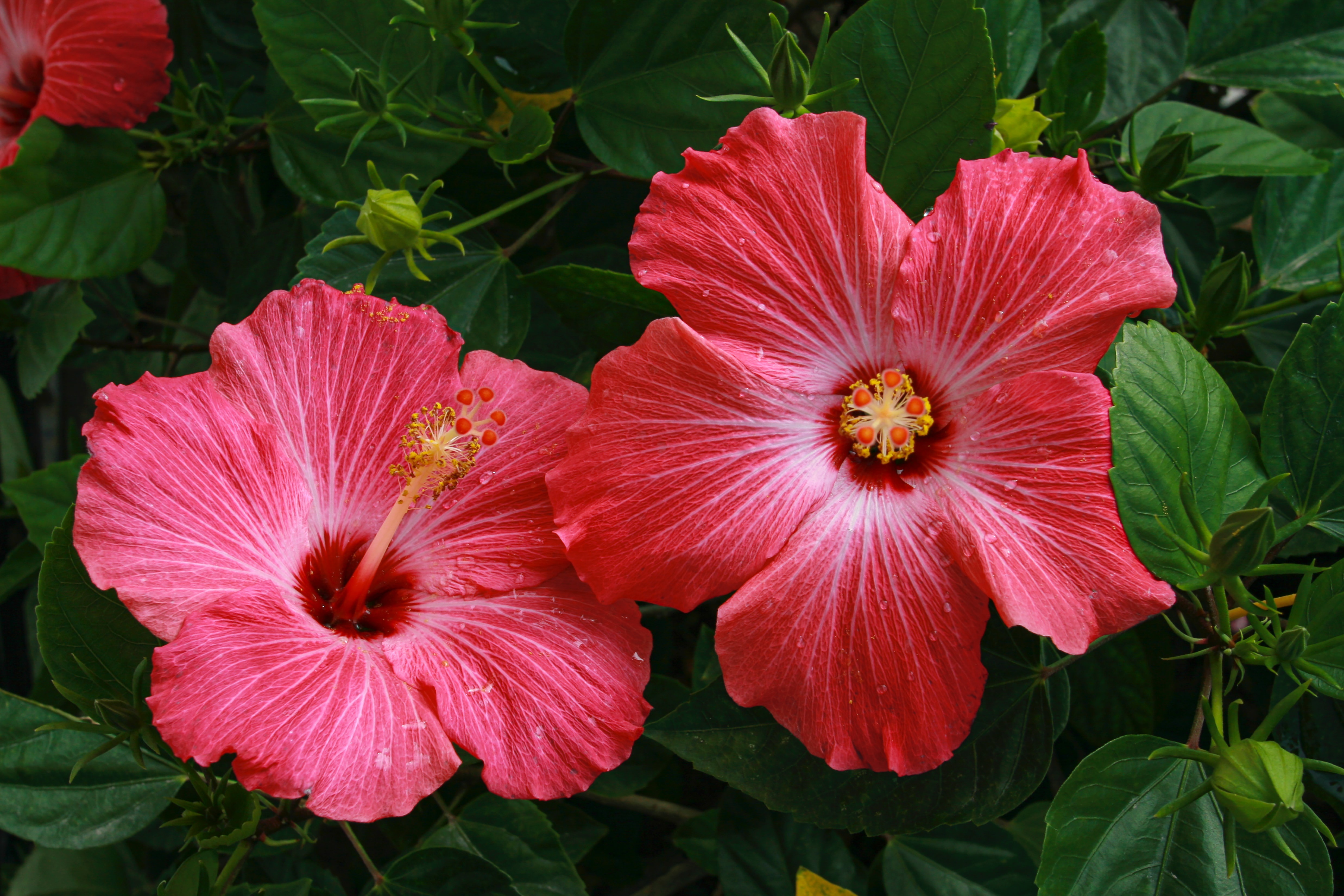 Download mobile wallpaper Flowers, Flower, Earth, Hibiscus for free.