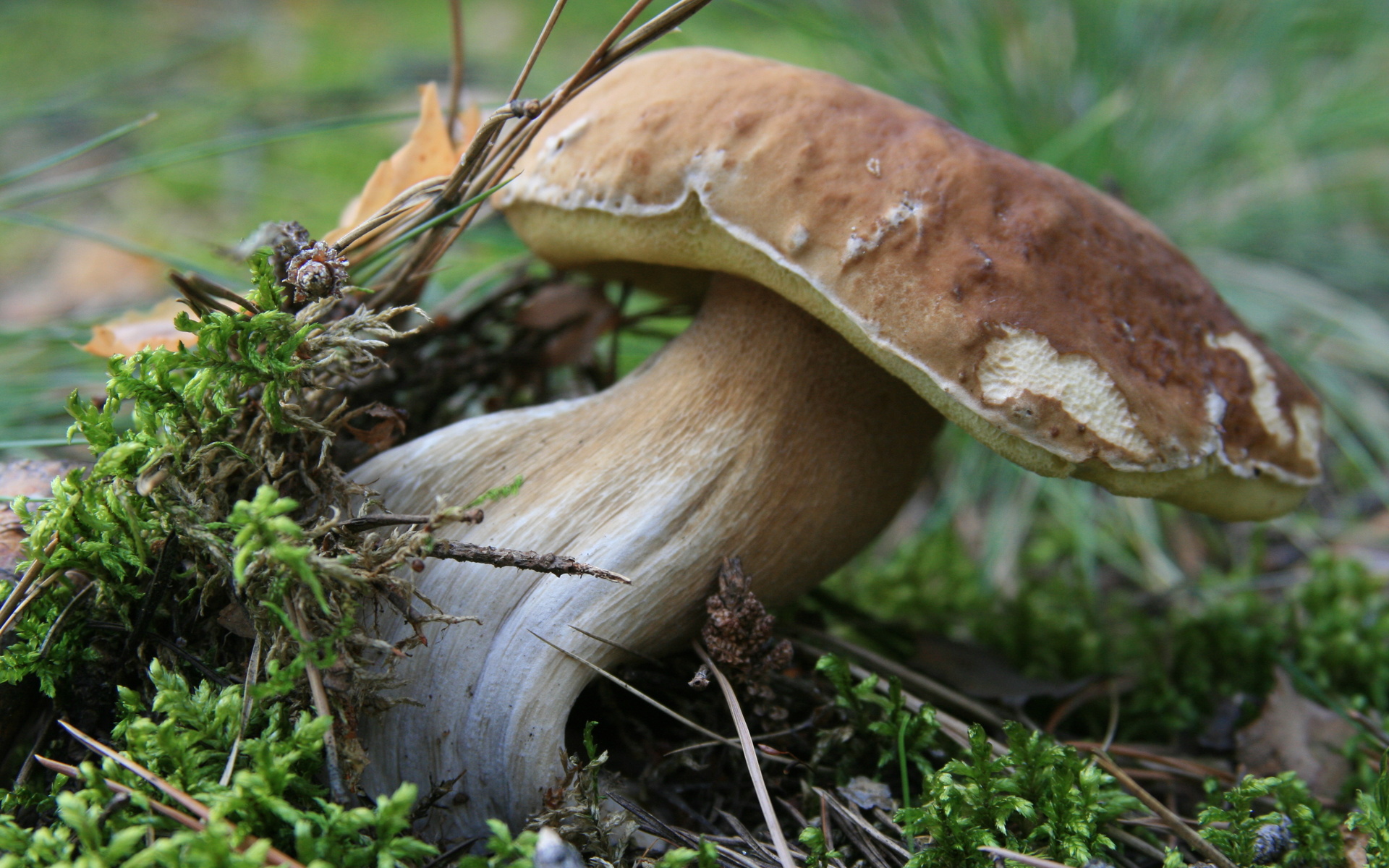 Téléchargez des papiers peints mobile Champignon, Terre/nature gratuitement.