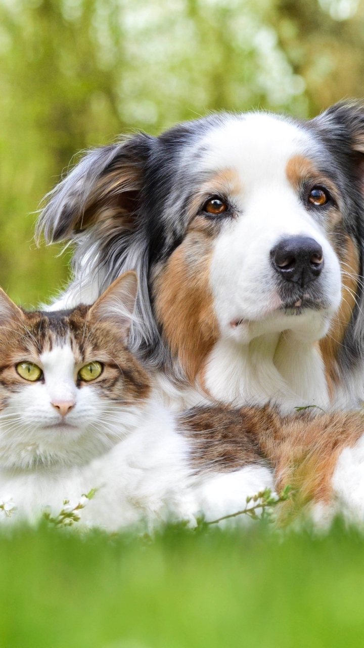 Handy-Wallpaper Tiere, Katze, Hund, Süß, Australischer Hirte, Katz & Hund kostenlos herunterladen.