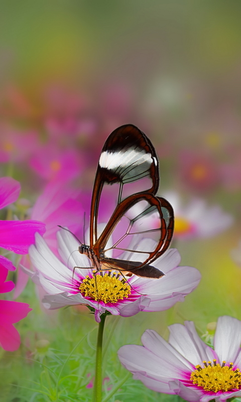 Download mobile wallpaper Summer, Flower, Blur, Close Up, Butterfly, Animal, White Flower, Pink Flower for free.