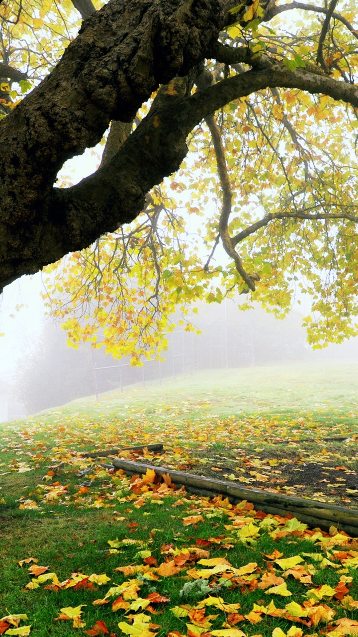 Download mobile wallpaper Nature, Trees, Park, Tree, Fog, Leaf, Fall, Earth for free.