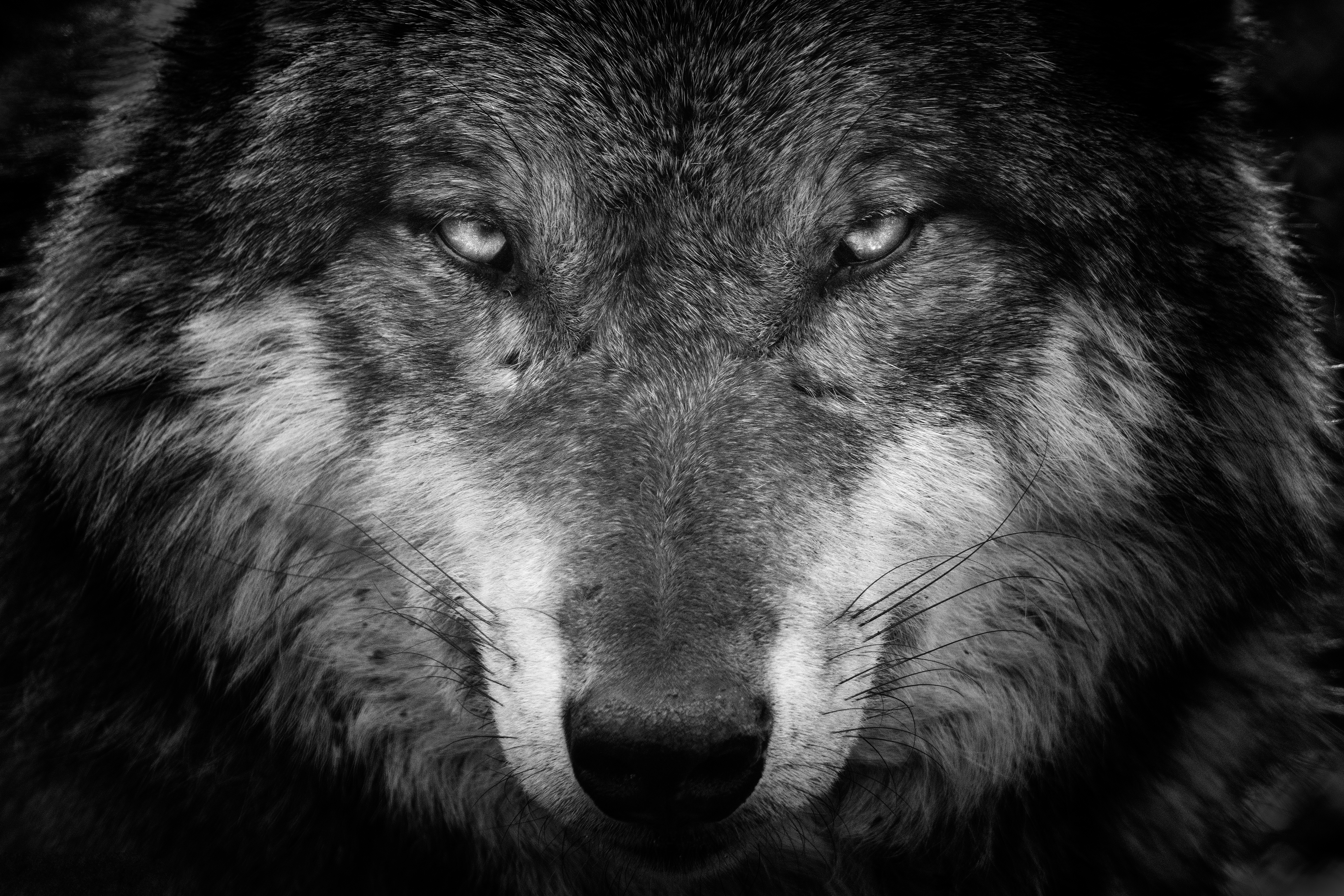 386015画像をダウンロード動物, 狼, 黒 白, 見詰める, オオカミ-壁紙とスクリーンセーバーを無料で