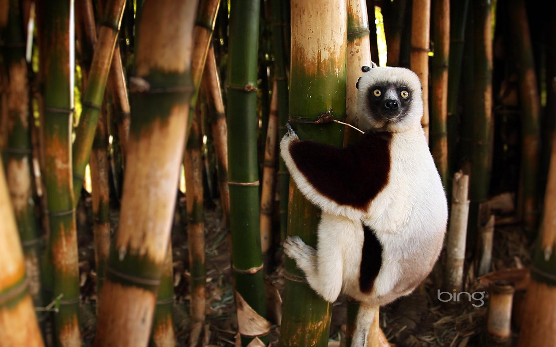 281231 Bild herunterladen tiere, lemur, affen - Hintergrundbilder und Bildschirmschoner kostenlos