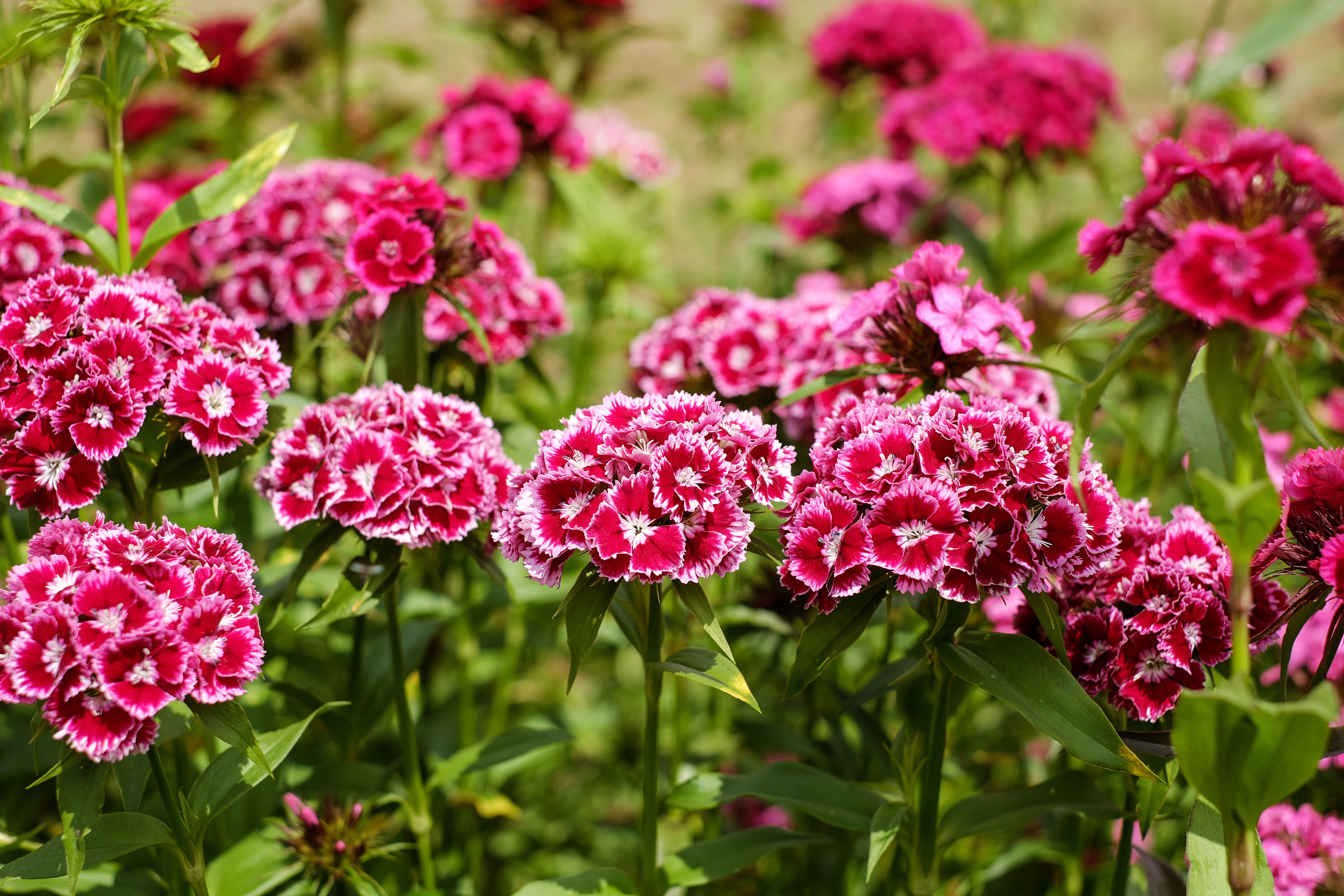 Laden Sie das Natur, Blumen, Blume, Nelke, Erde/natur, Pinke Blume-Bild kostenlos auf Ihren PC-Desktop herunter