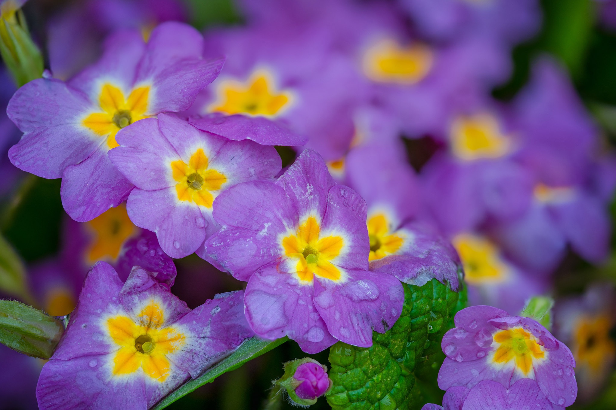 461366壁紙のダウンロード地球, プリムラ, 花, 自然, 紫色の花, フラワーズ-スクリーンセーバーと写真を無料で