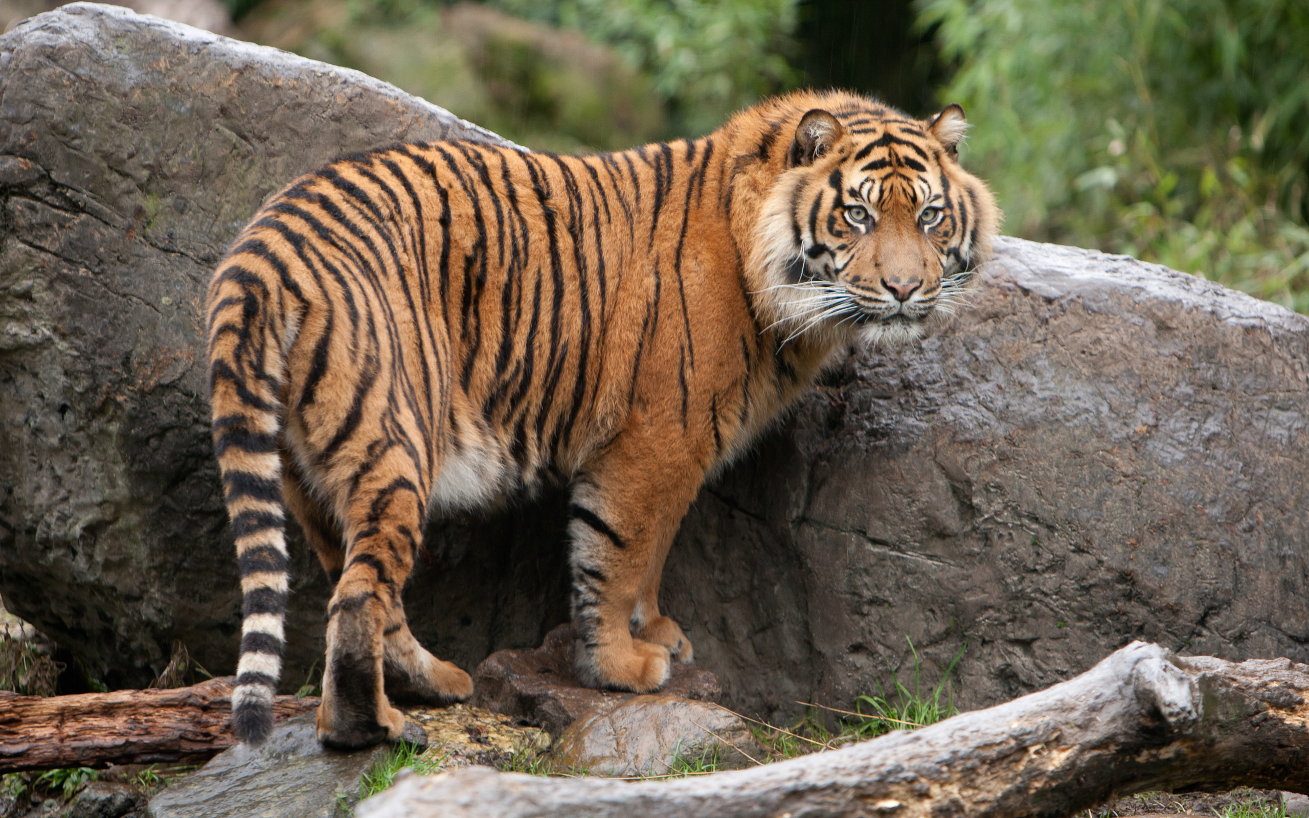 Téléchargez gratuitement l'image Animaux, Tigre sur le bureau de votre PC