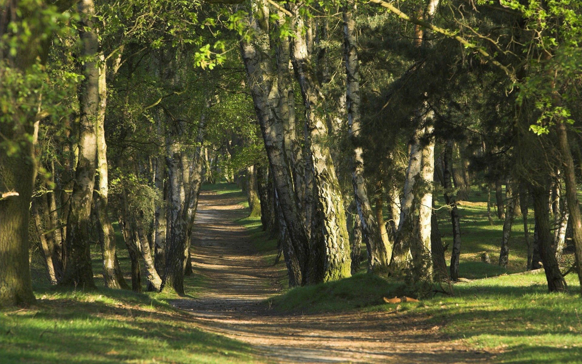 Free download wallpaper Trees, Path, Nature, Forest, Trunks on your PC desktop