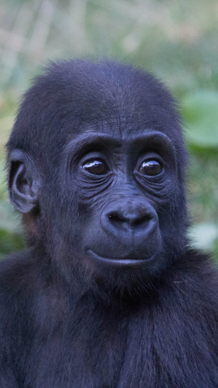 Descarga gratuita de fondo de pantalla para móvil de Animales, Monos, Gorila, Mono, Primate, Bebe Animal.