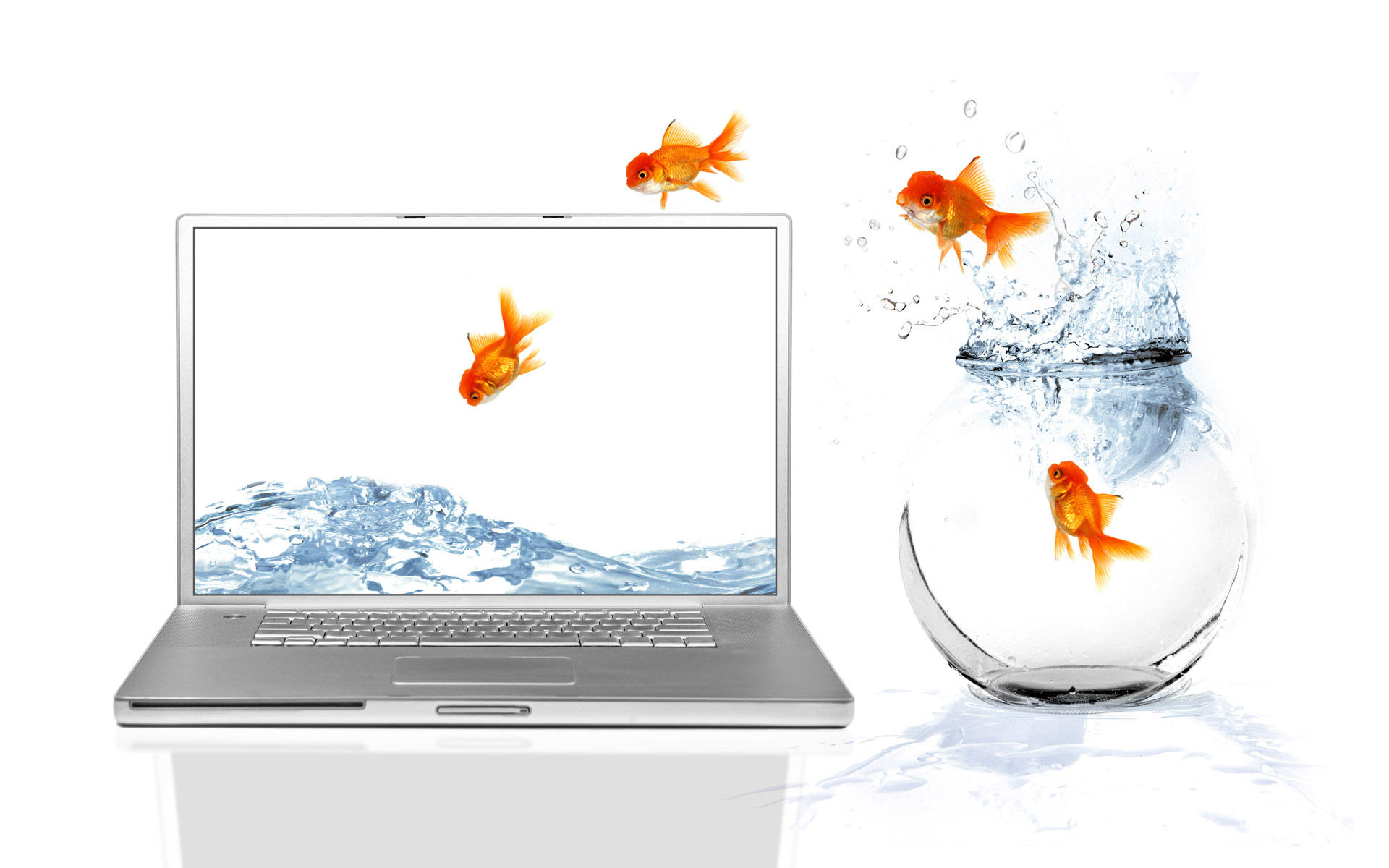 575712 descargar fondo de pantalla animales, pez de colores, pez, computadora portátil: protectores de pantalla e imágenes gratis