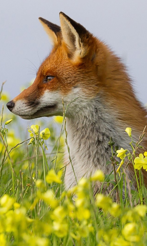 Download mobile wallpaper Nature, Fox, Flower, Animal for free.