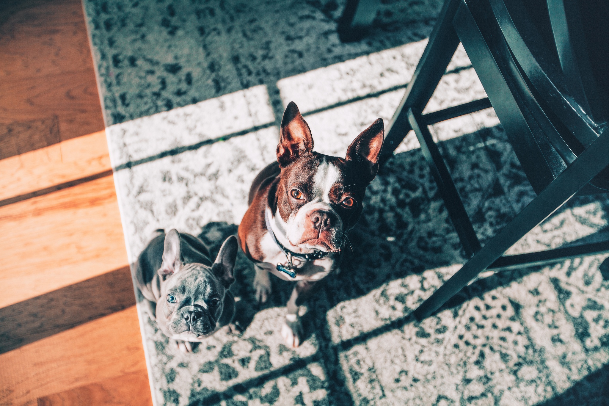 488326 descargar imagen animales, perro, boston terrier, bulldog francés, perros: fondos de pantalla y protectores de pantalla gratis
