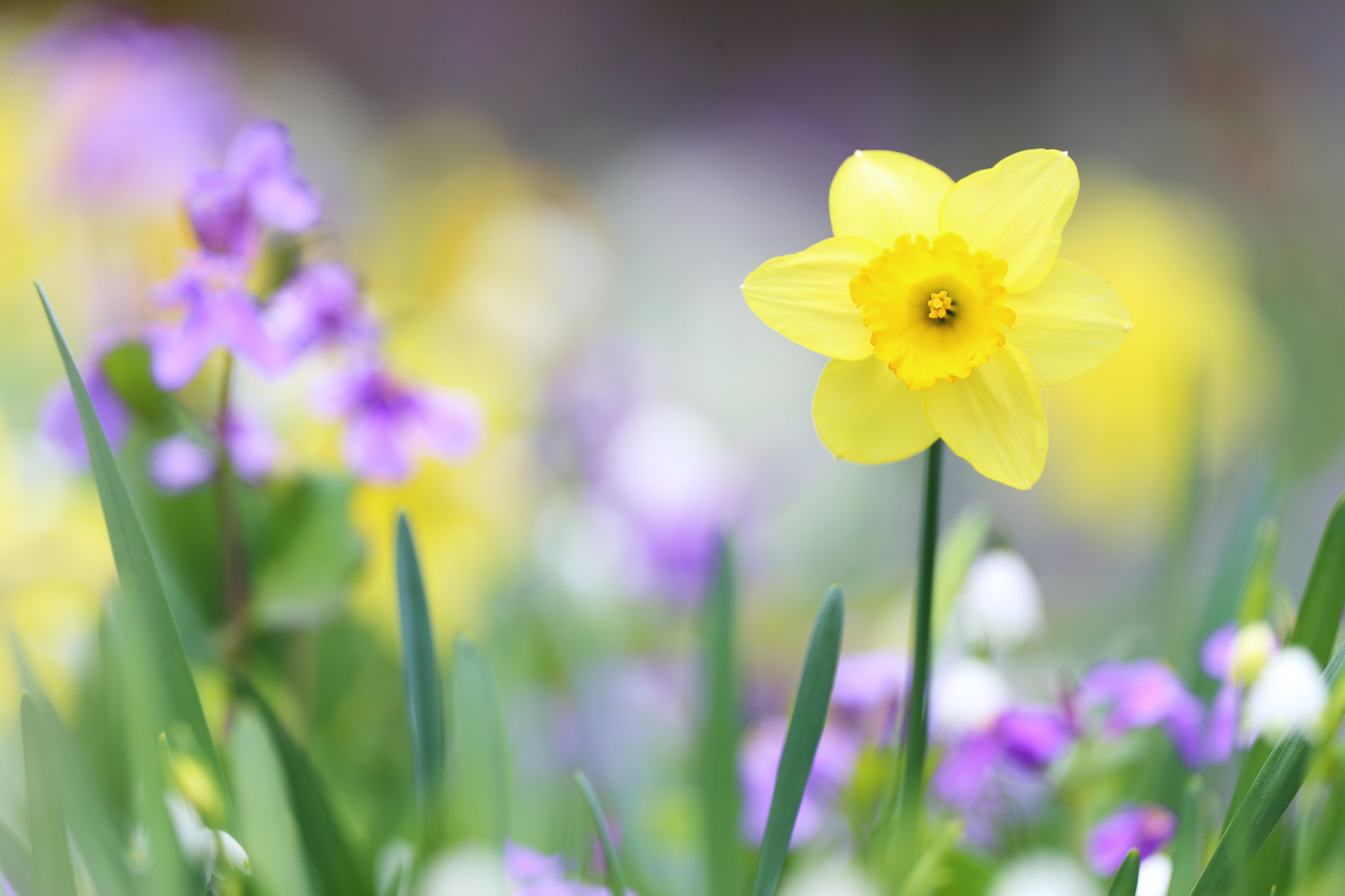 Free download wallpaper Flowers, Flower, Macro, Earth, Yellow Flower, Daffodil on your PC desktop