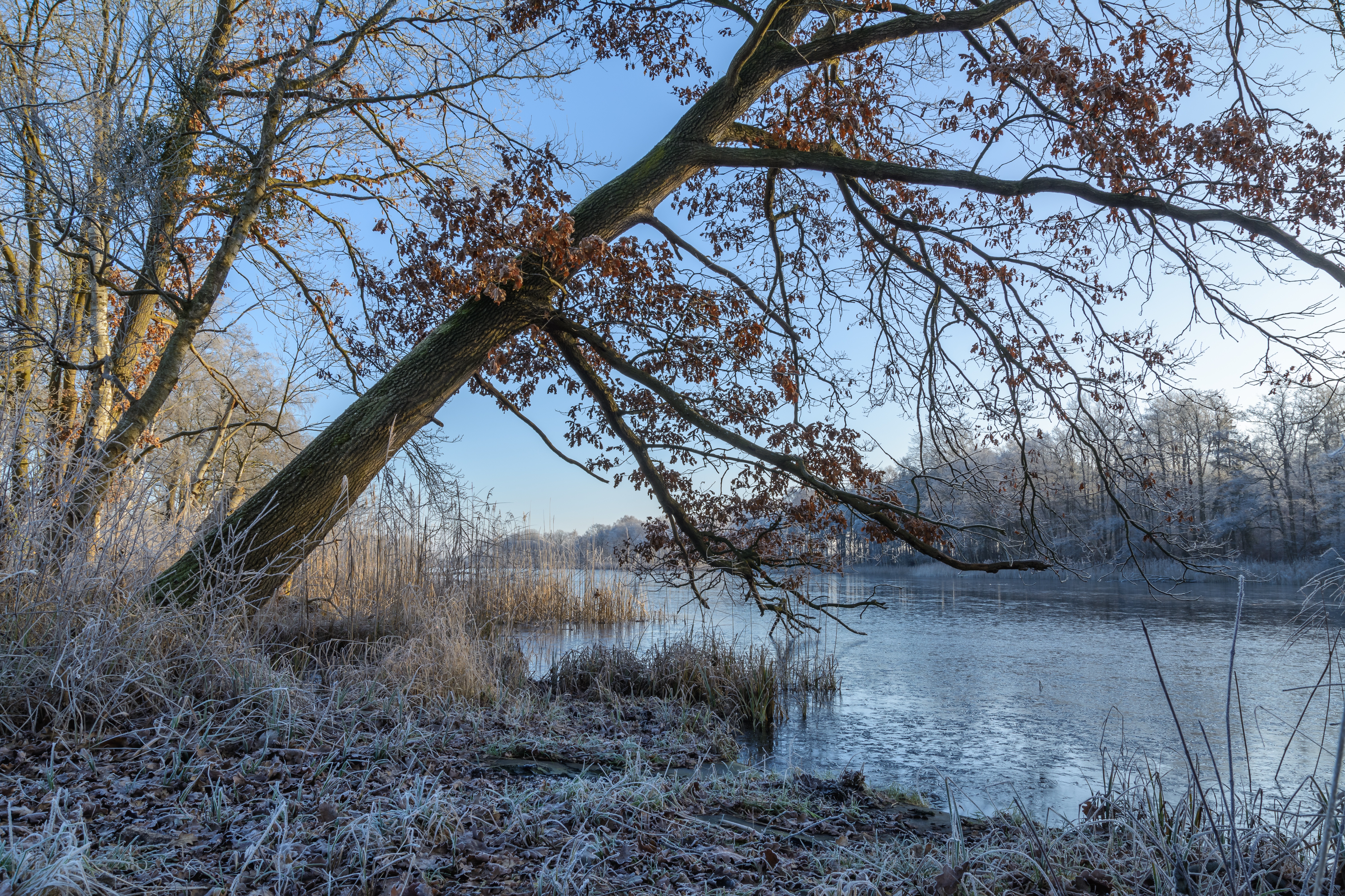 Free download wallpaper Tree, Earth, Frost, River on your PC desktop