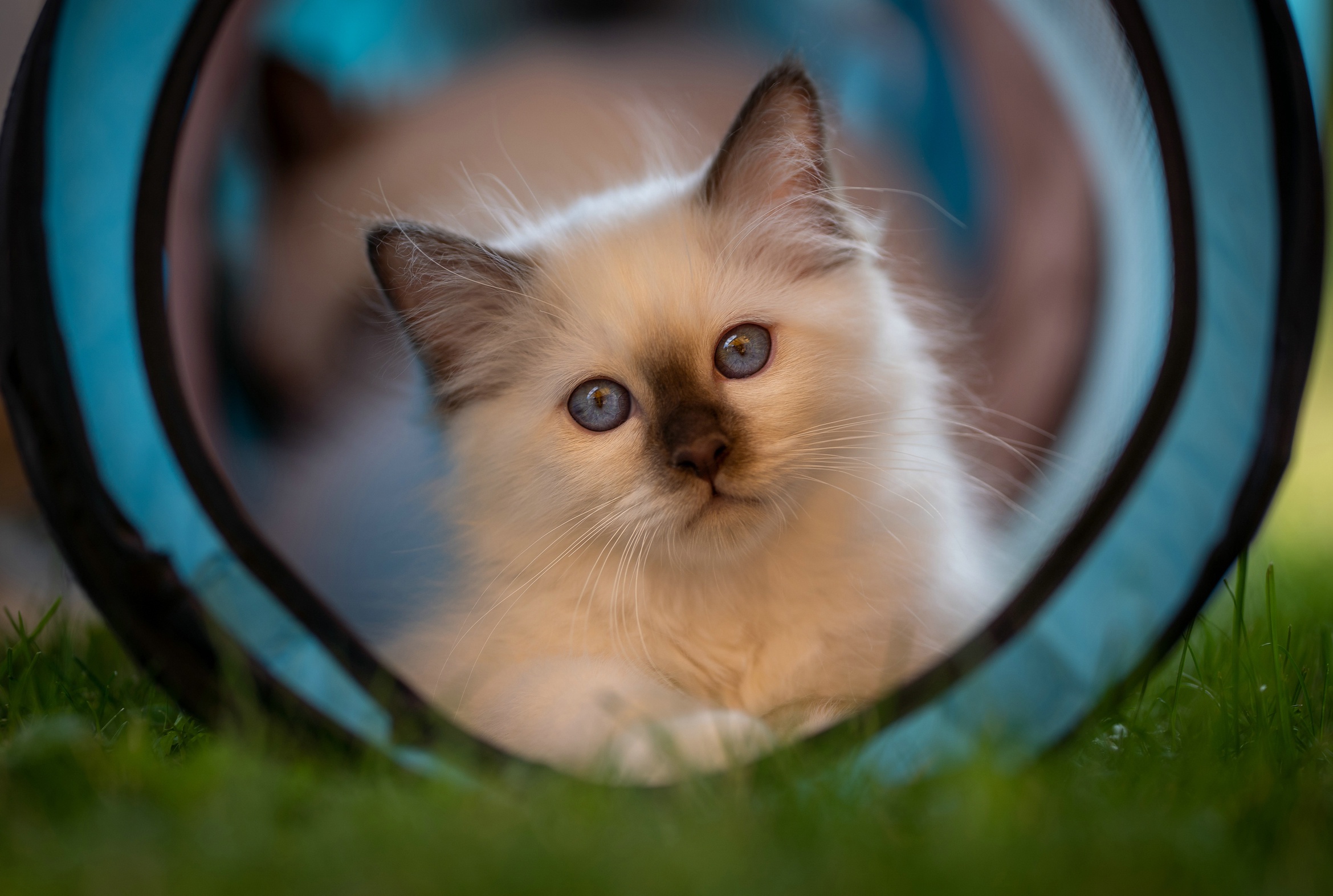 Baixe gratuitamente a imagem Animais, Gatos, Gato, Olhar Fixamente na área de trabalho do seu PC