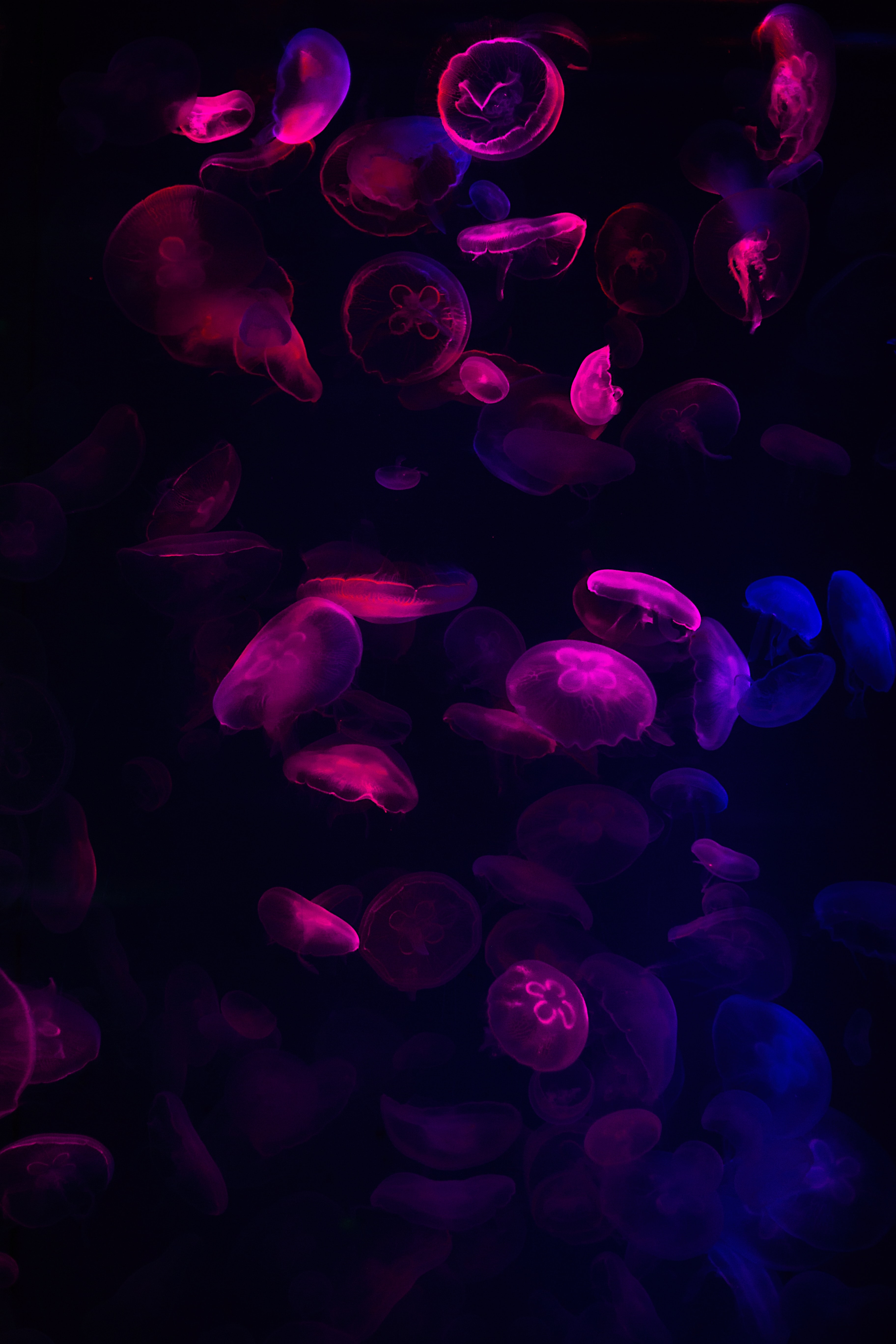 Free download wallpaper Jellyfish, Glow, Dark, Neon on your PC desktop