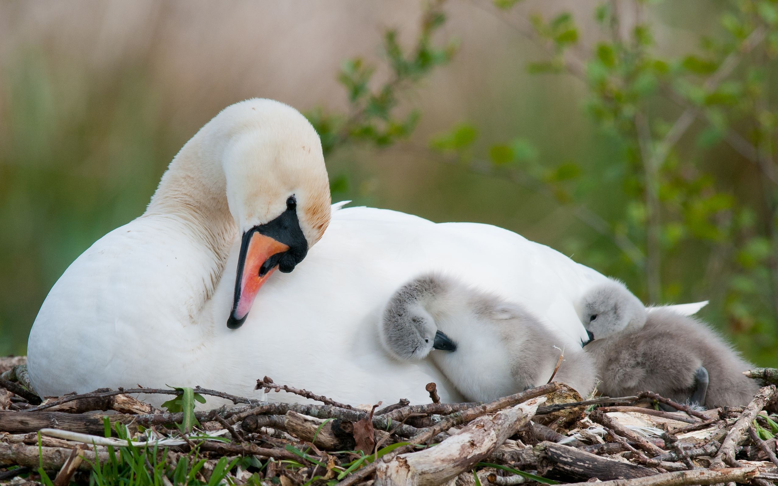 Laden Sie das Vögel, Tiere, Swans-Bild kostenlos auf Ihren PC-Desktop herunter