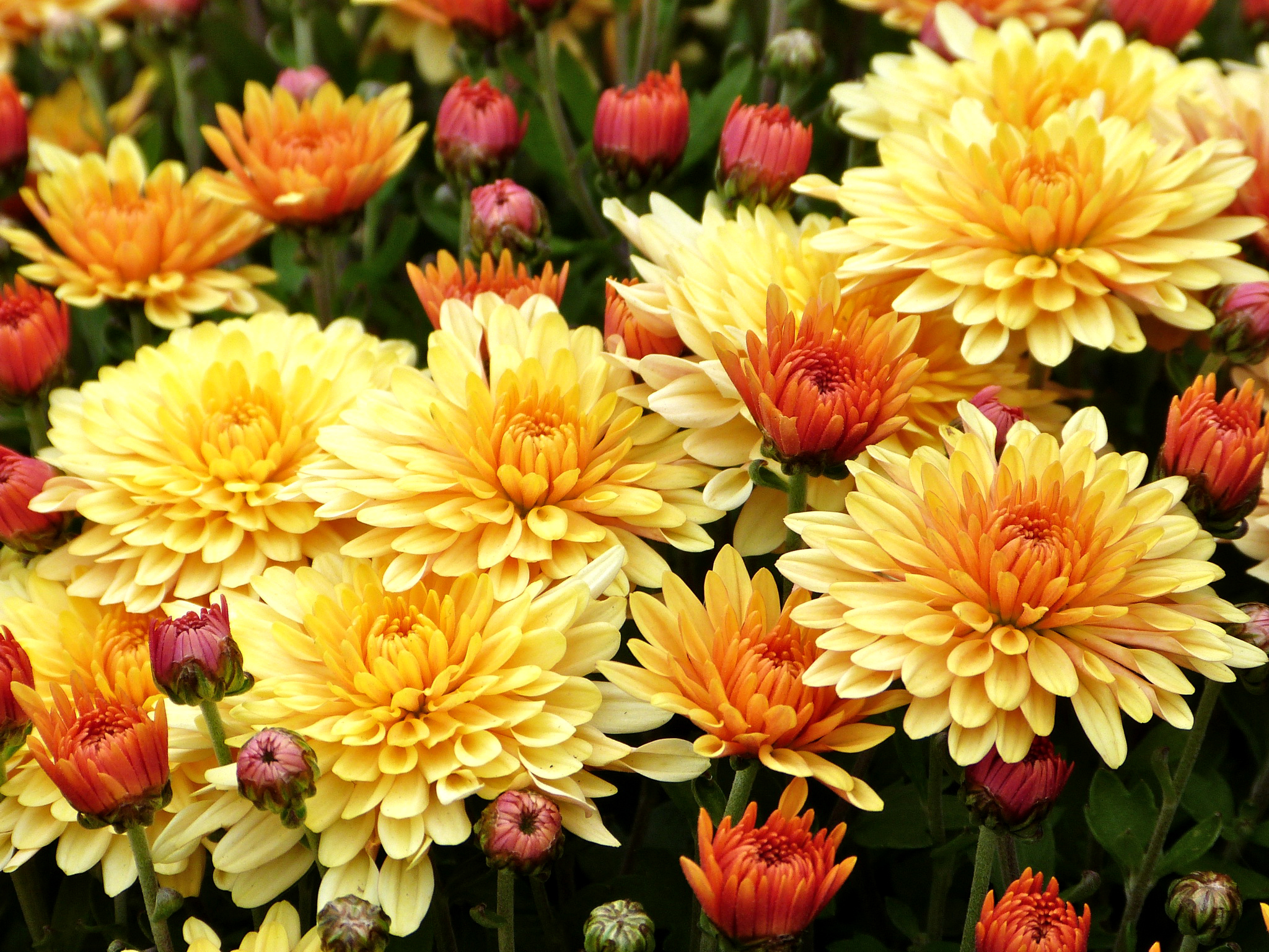 Download mobile wallpaper Flowers, Chrysanthemum, Flower, Earth, Yellow Flower for free.