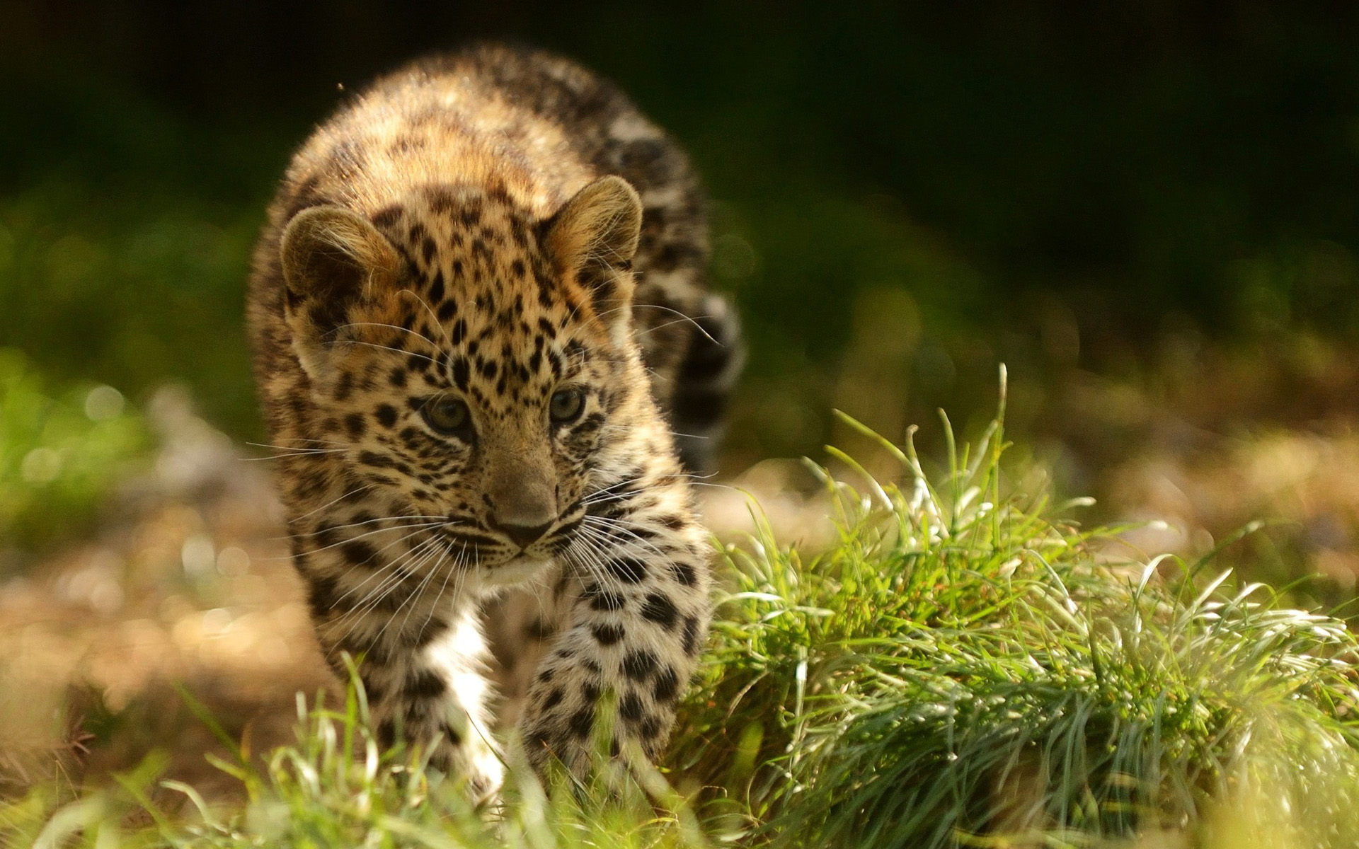 Скачати мобільні шпалери Леопард, Тварина, Коти безкоштовно.
