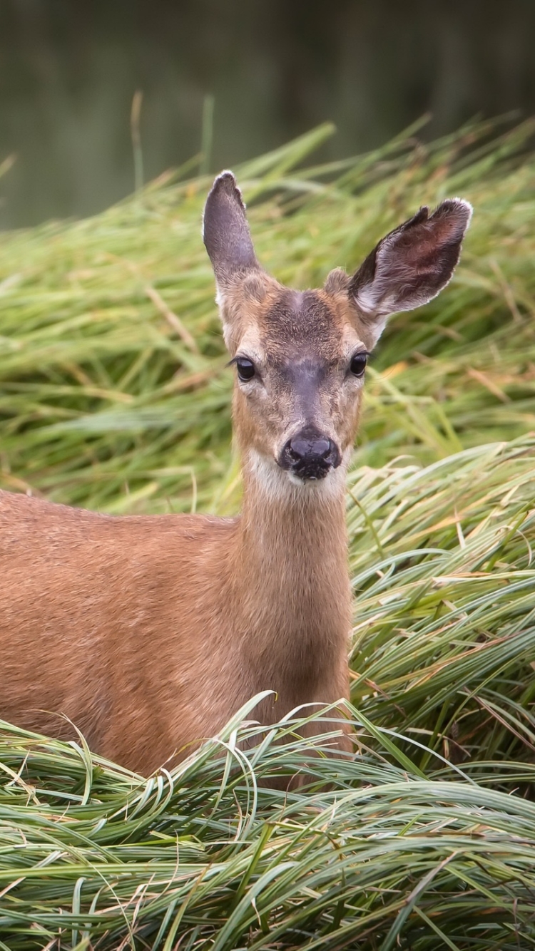 Téléchargez des papiers peints mobile Animaux, Cerf, Regard gratuitement.