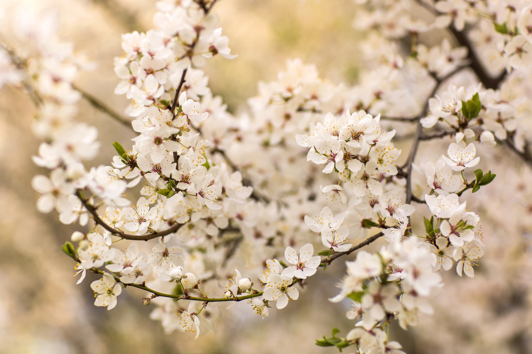 Download mobile wallpaper Nature, Flowers, Branch, Earth, Spring, White Flower, Blossom for free.