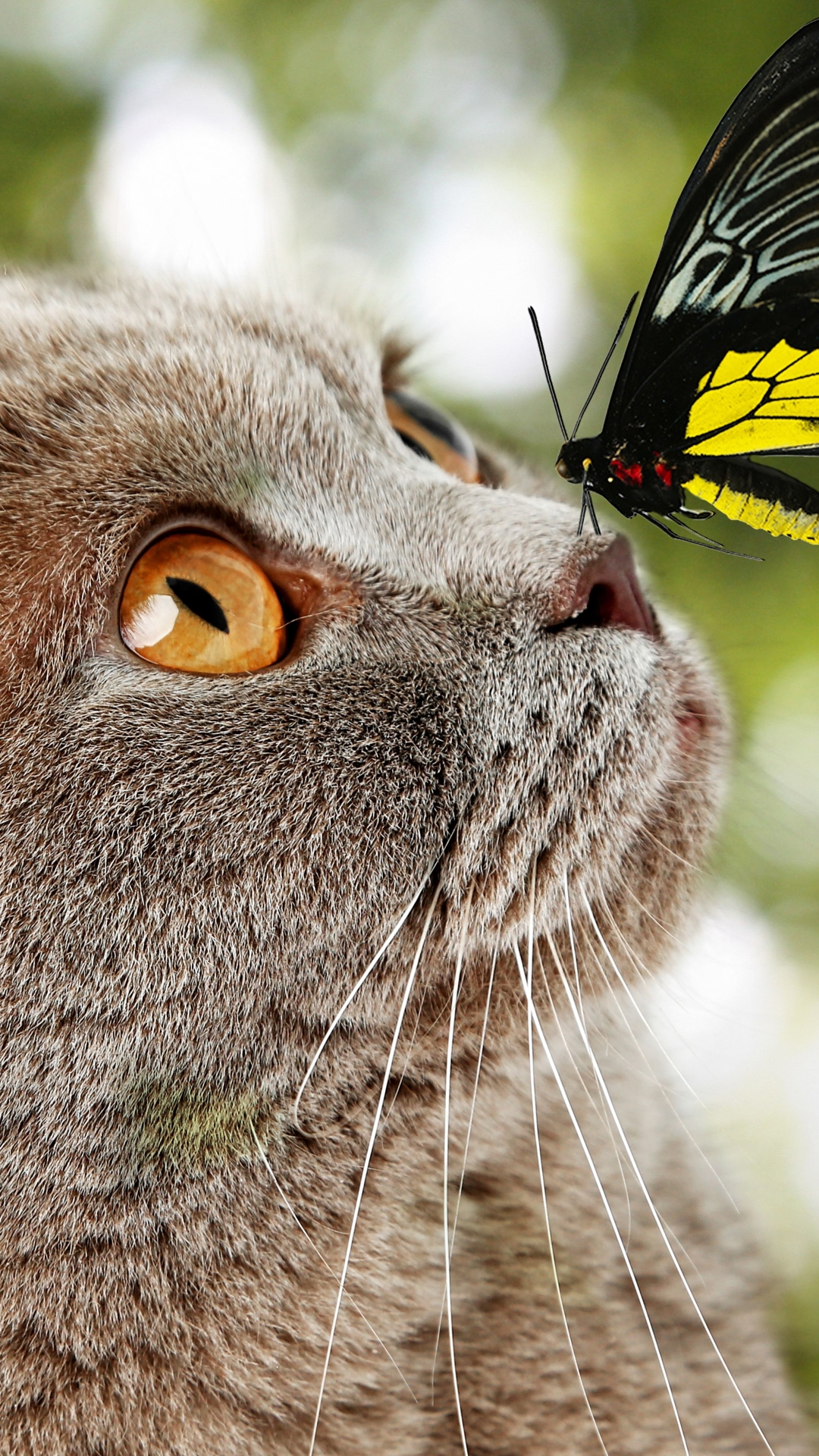 Descarga gratuita de fondo de pantalla para móvil de Animales, Gatos, Gato, Mariposa.