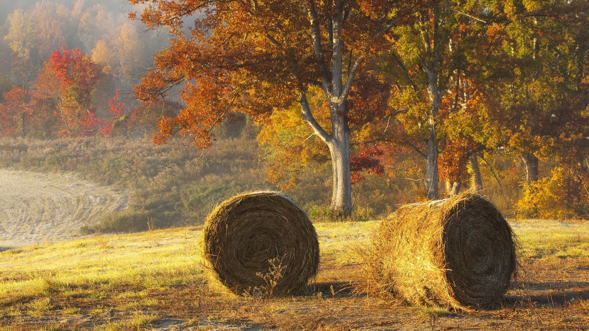 agriculture, nature, autumn, field, hay, bales
