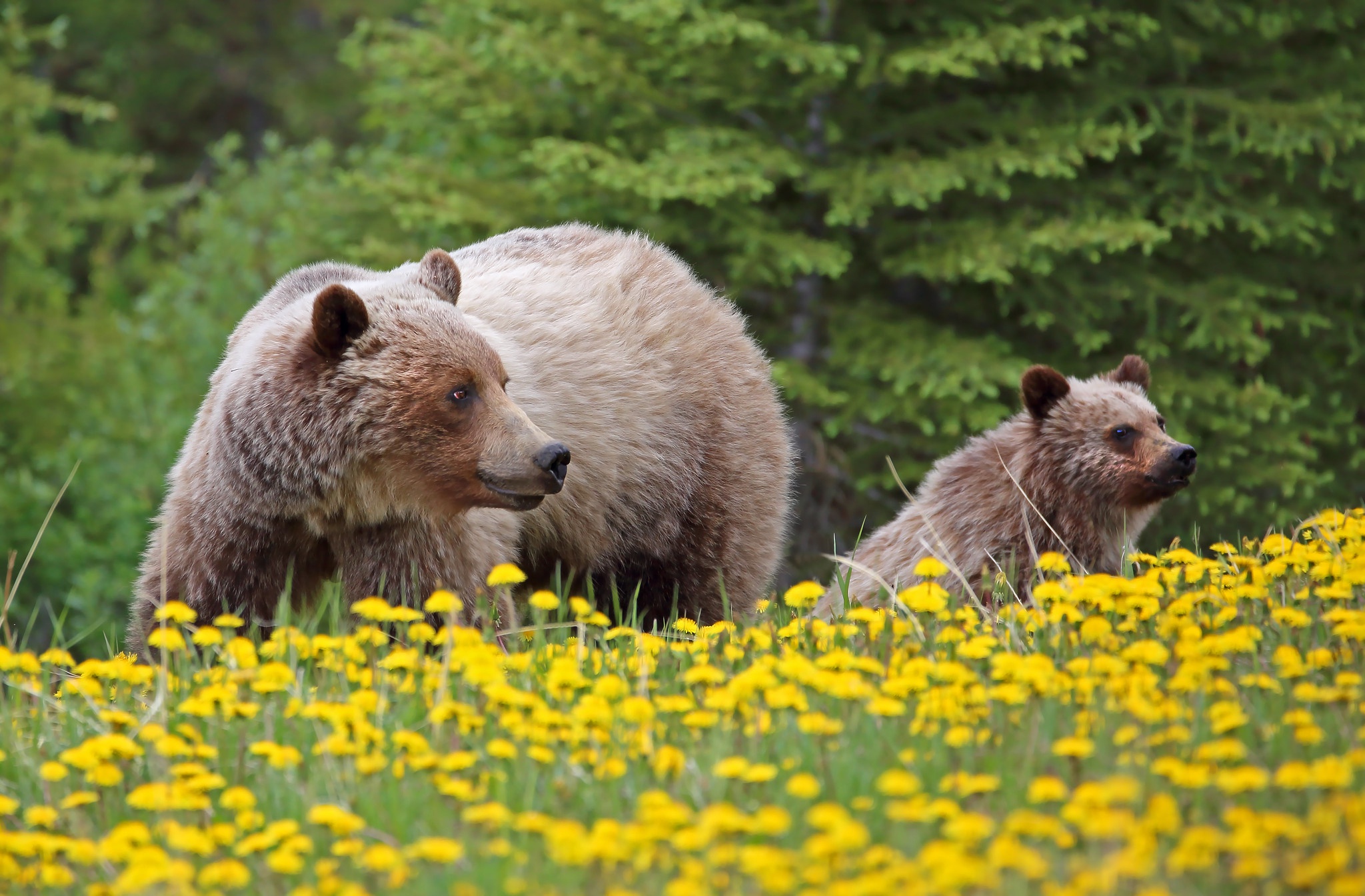 animal, bear, baby animal, cub, dandelion, flower, grizzly, bears
