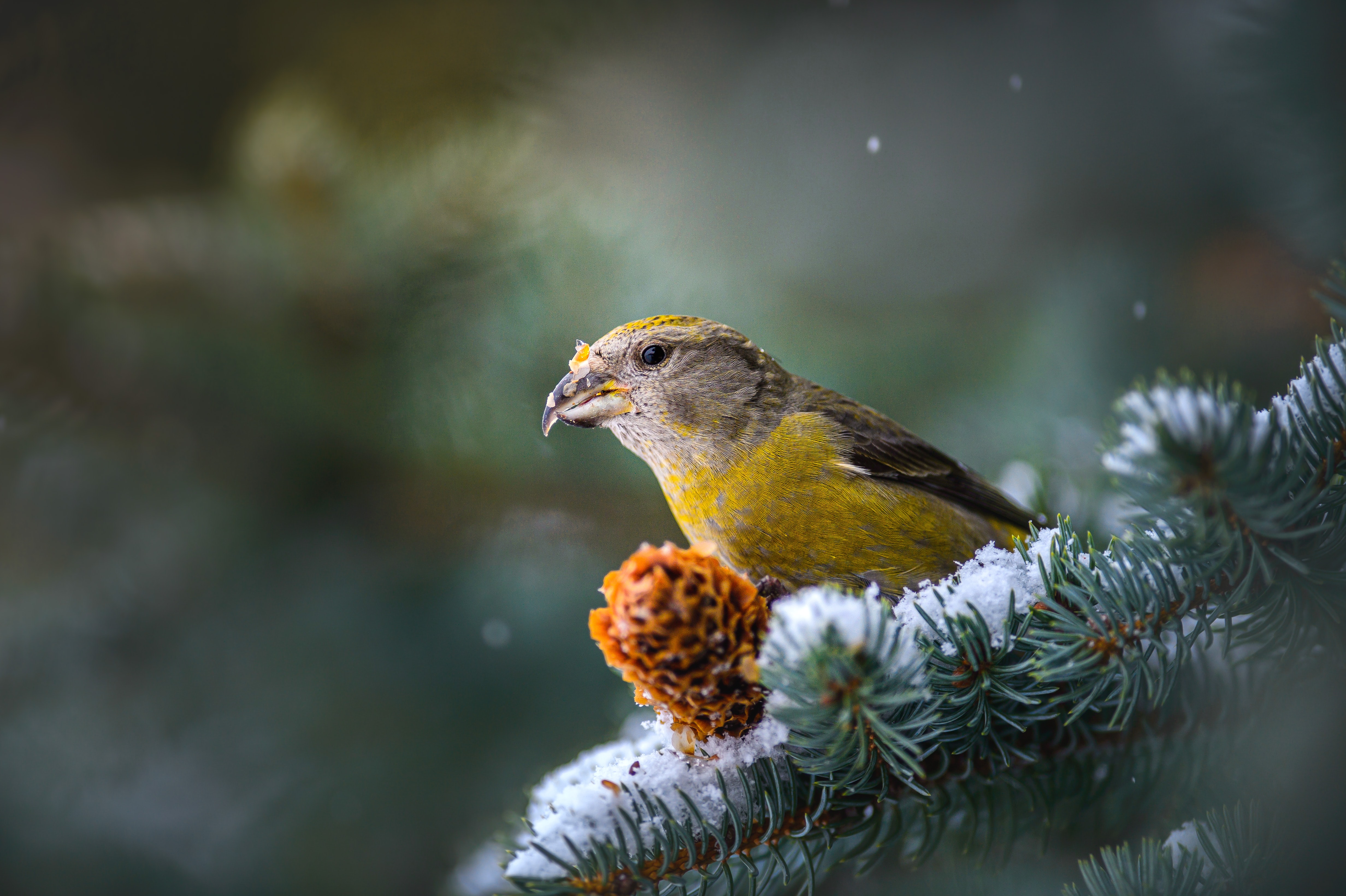 Best Red Crossbill phone Wallpapers