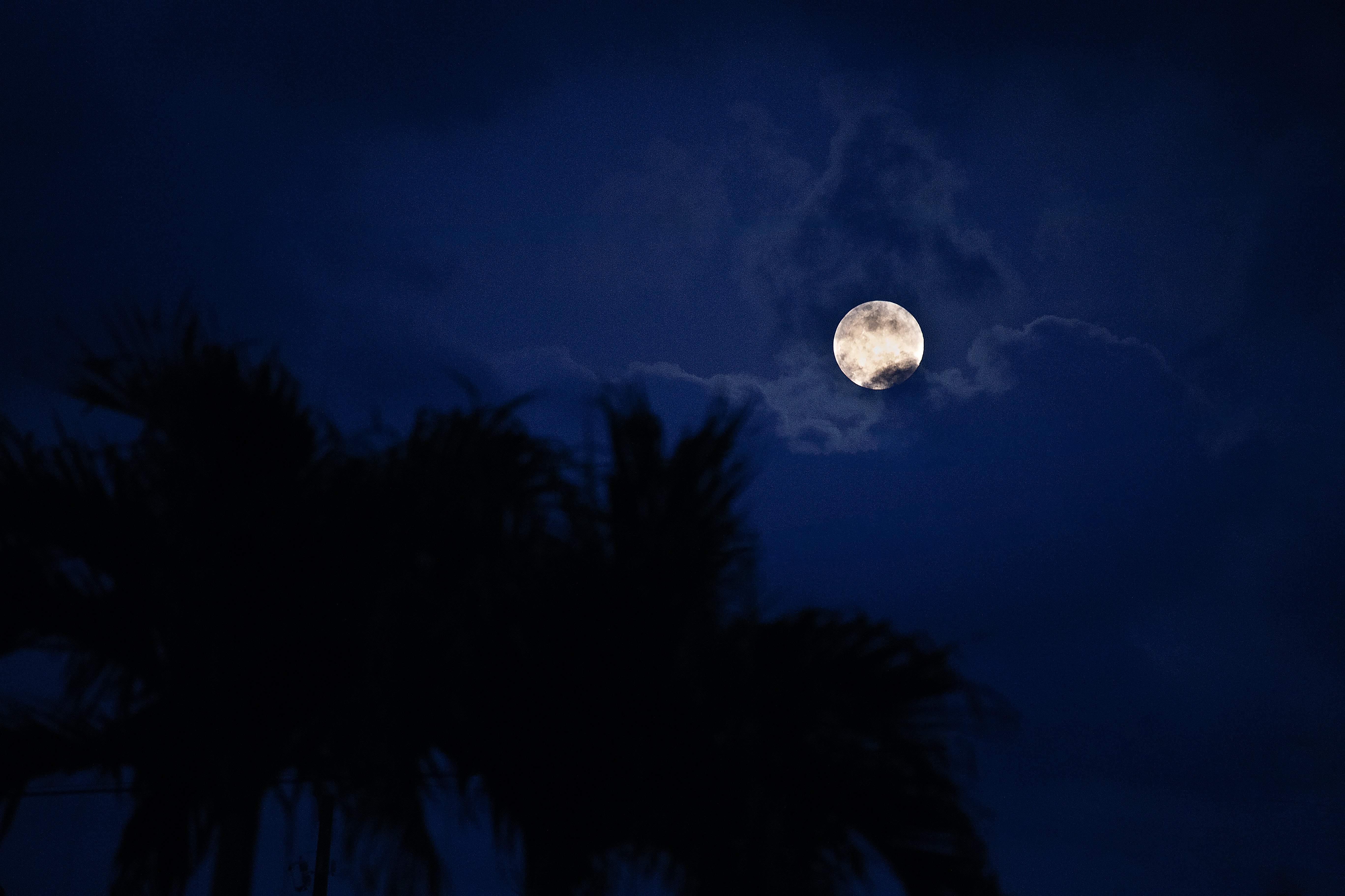 Download mobile wallpaper Palm, Moon, Night, Dark for free.