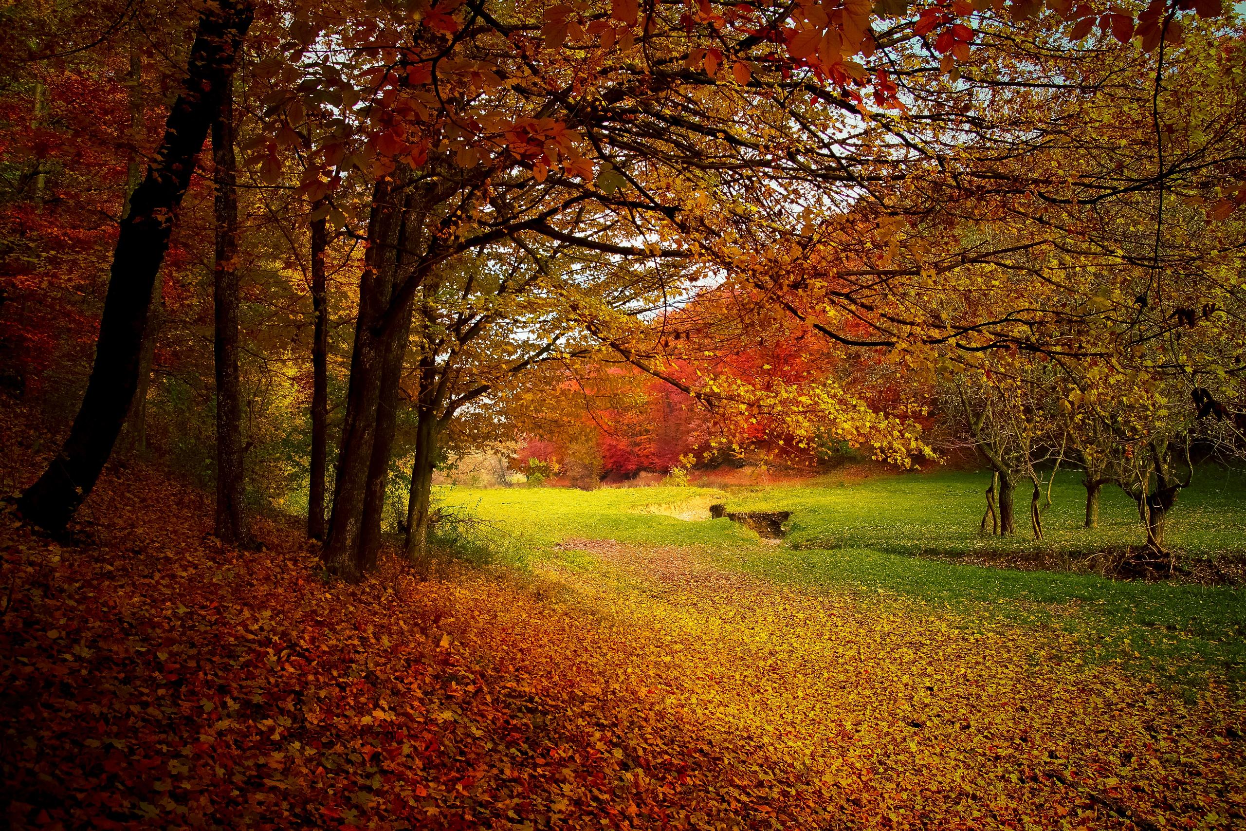 Download mobile wallpaper Landscape, Nature, Forest, Fall, Earth for free.
