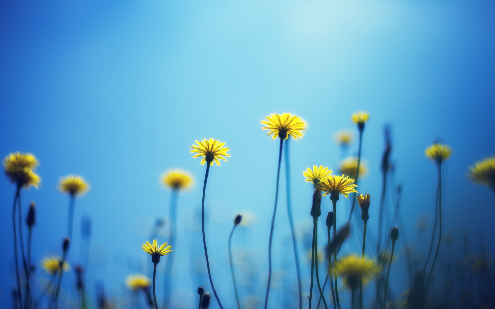 Descarga gratis la imagen Flores, Flor, Tierra/naturaleza en el escritorio de tu PC