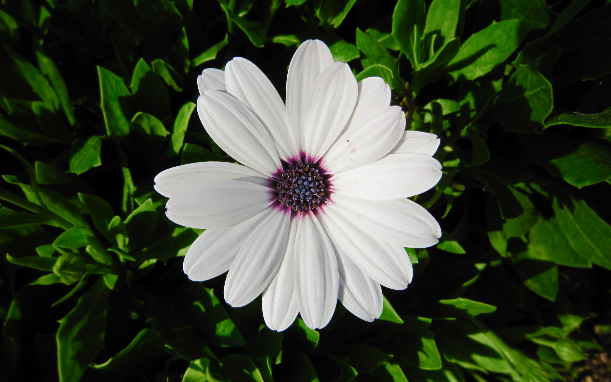 Descarga gratuita de fondo de pantalla para móvil de Margarita, Flor Blanca, Flores, Flor, Tierra/naturaleza.