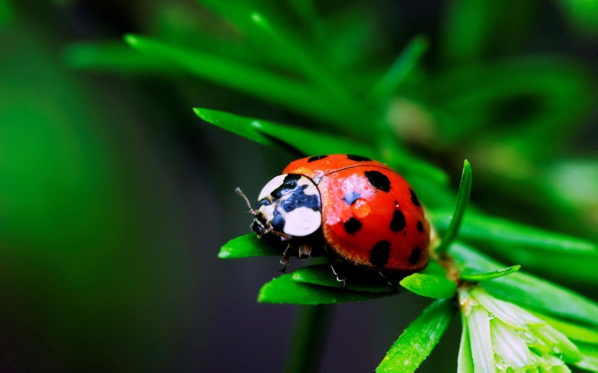 Free download wallpaper Animal, Ladybug on your PC desktop