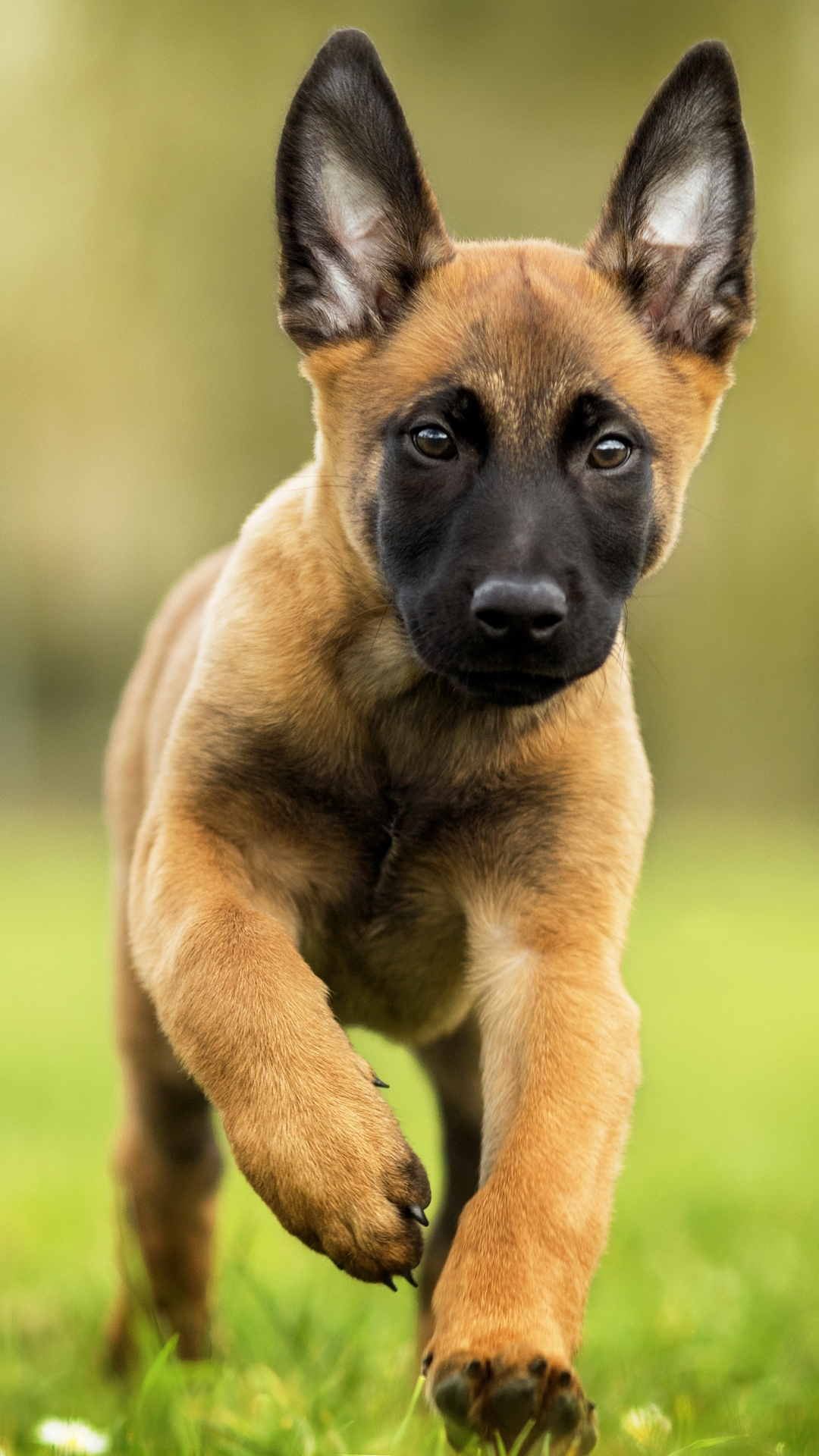 Download mobile wallpaper Dogs, Dog, Animal, Puppy, Baby Animal, Belgian Malinois for free.