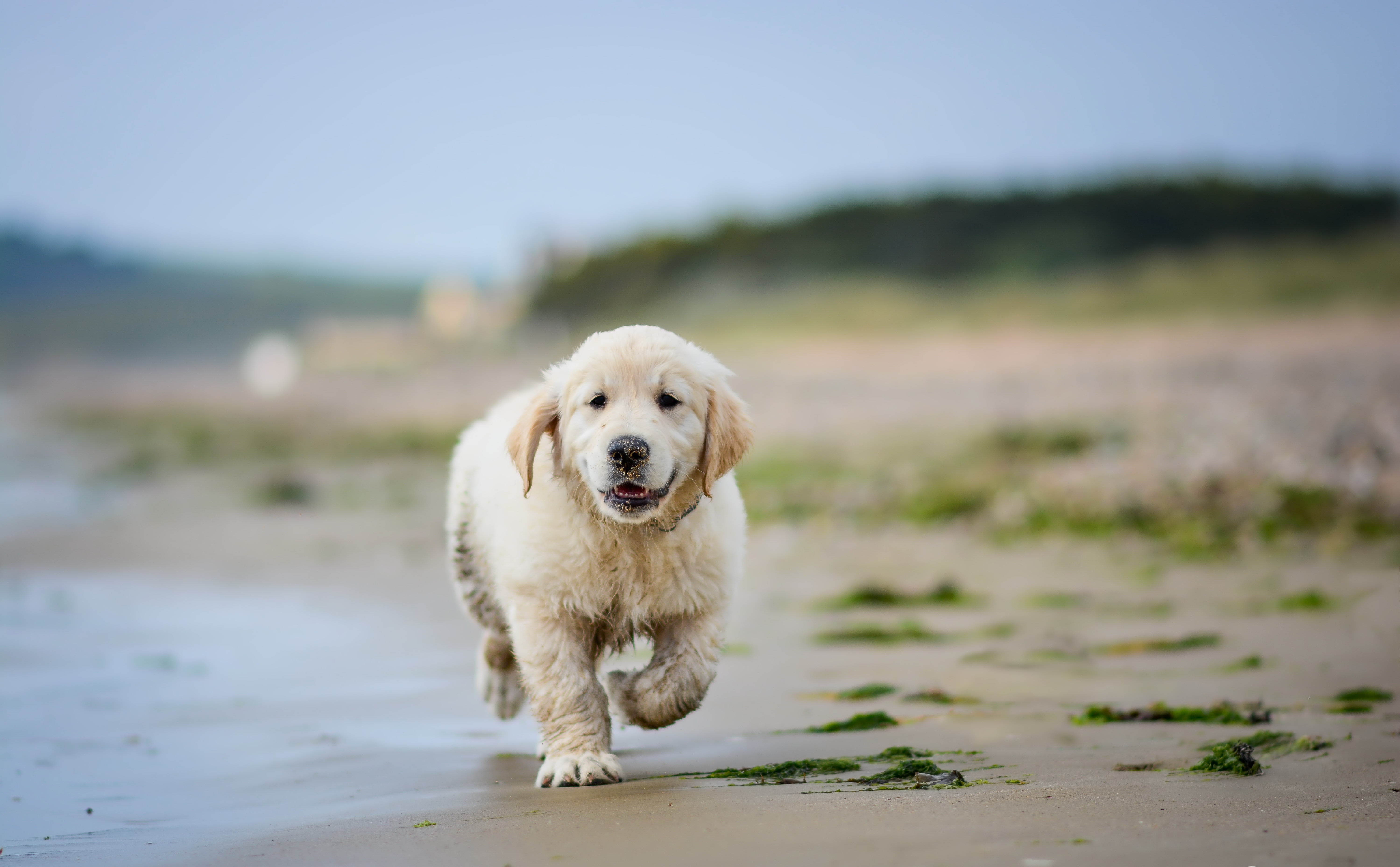 Free download wallpaper Dogs, Sand, Dog, Animal, Puppy, Golden Retriever, Baby Animal, Depth Of Field on your PC desktop