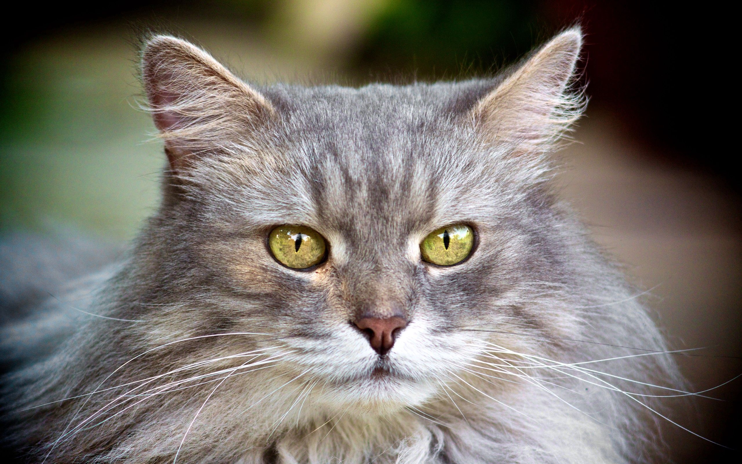 Download mobile wallpaper Fluffy, Animals, Muzzle, Grey, Cat for free.