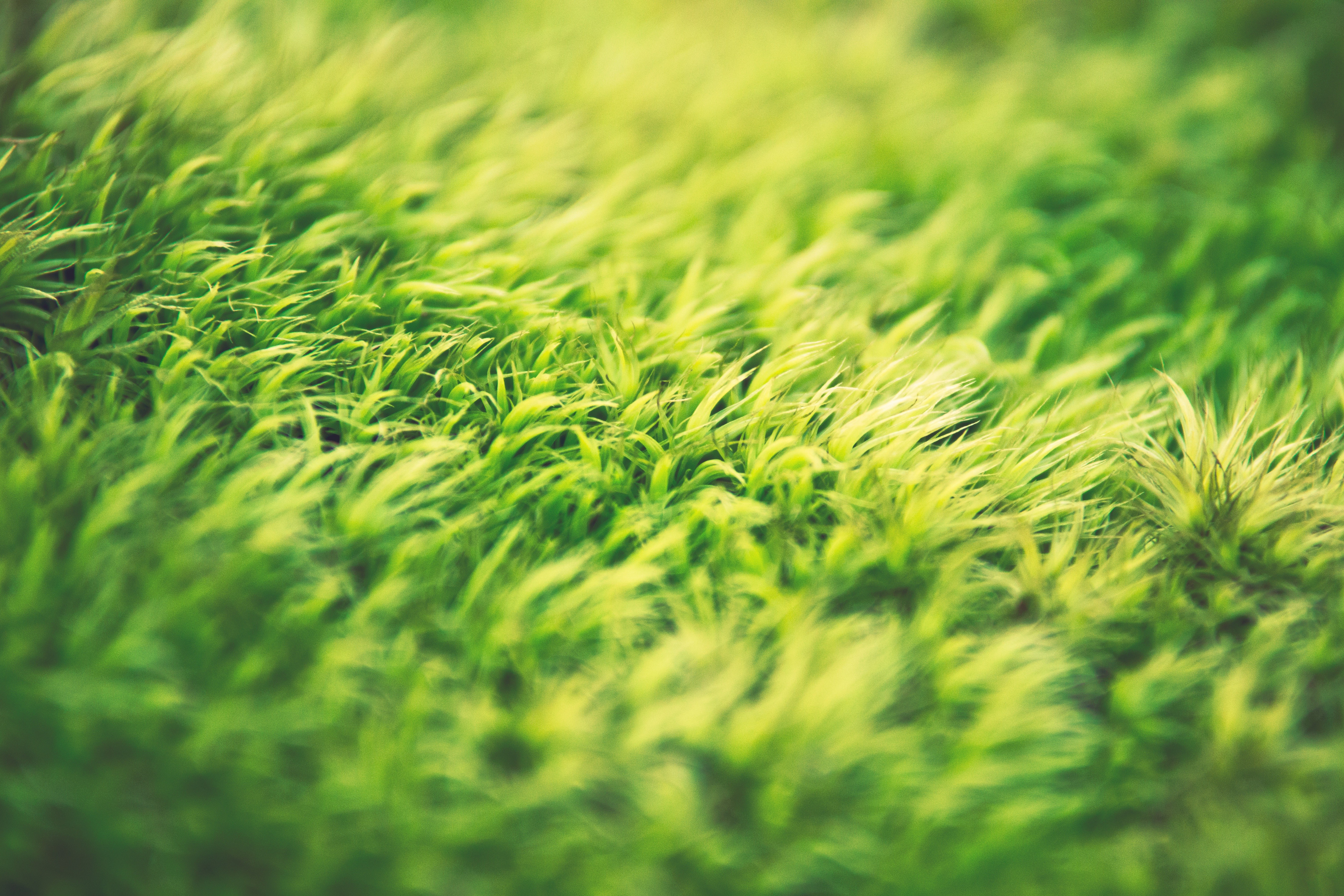 Download mobile wallpaper Grass, Macro, Earth, Depth Of Field for free.