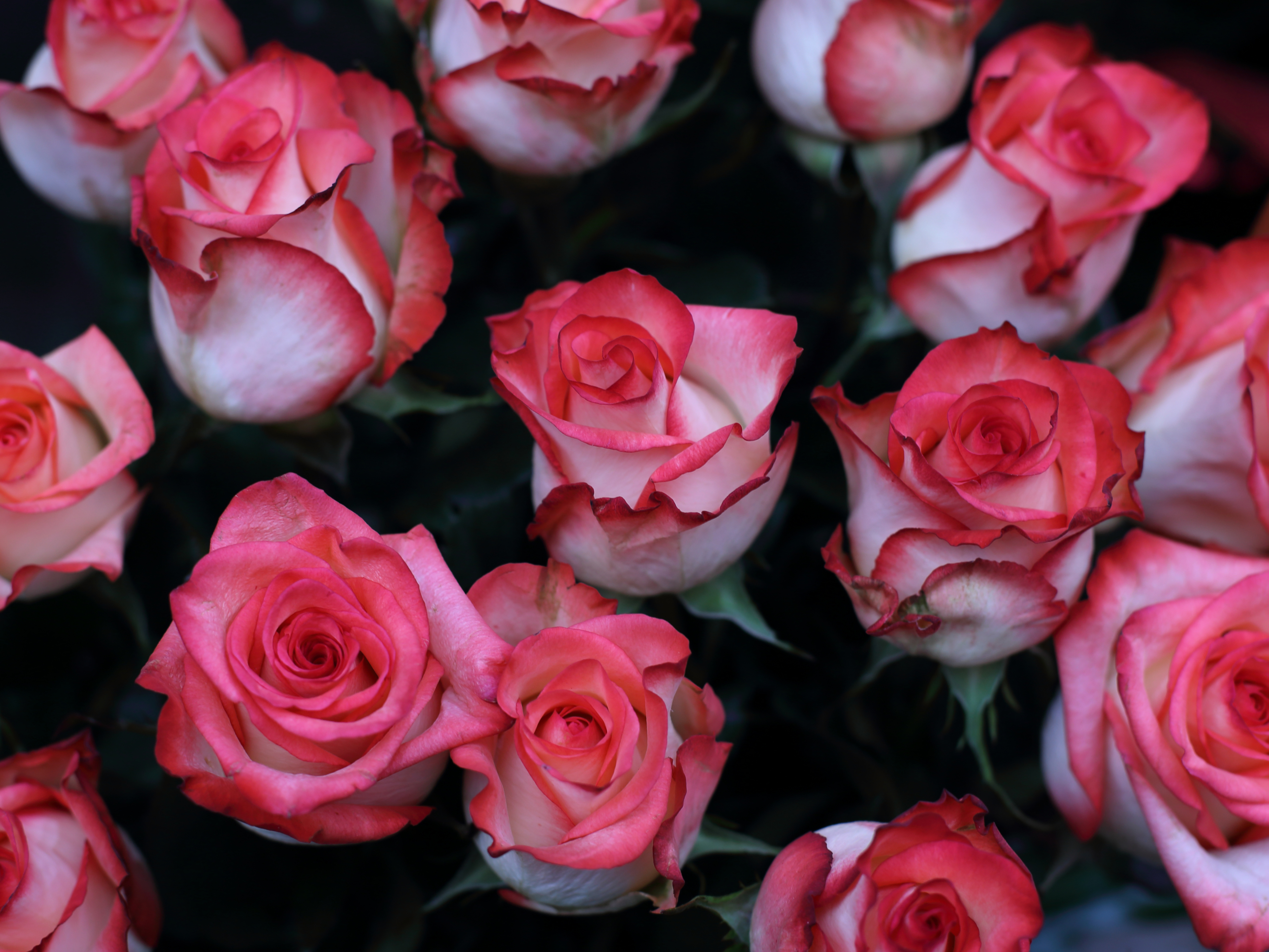 Laden Sie das Blumen, Blume, Rose, Erde/natur, Pinke Blume-Bild kostenlos auf Ihren PC-Desktop herunter