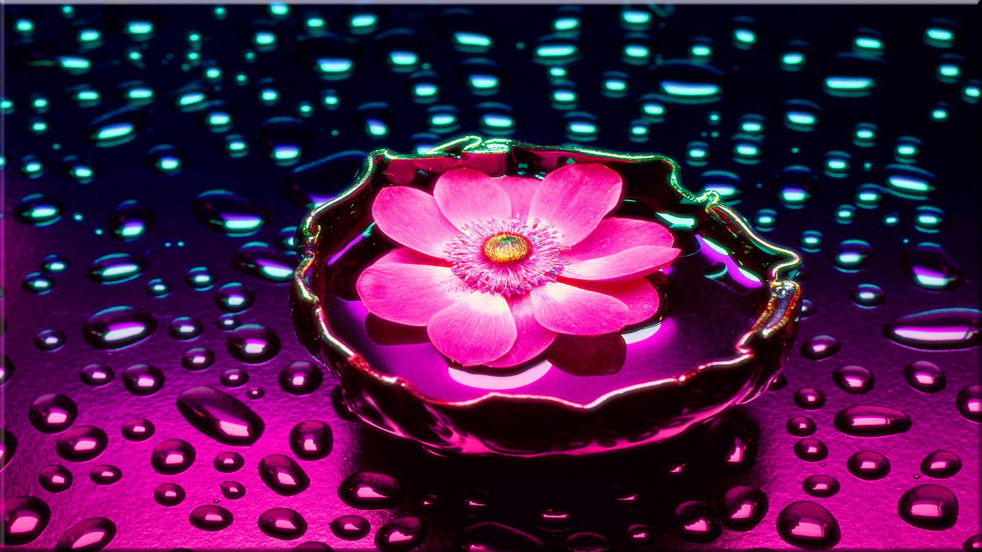 Téléchargez gratuitement l'image Fleurs, Rose, Fleur, Artistique sur le bureau de votre PC