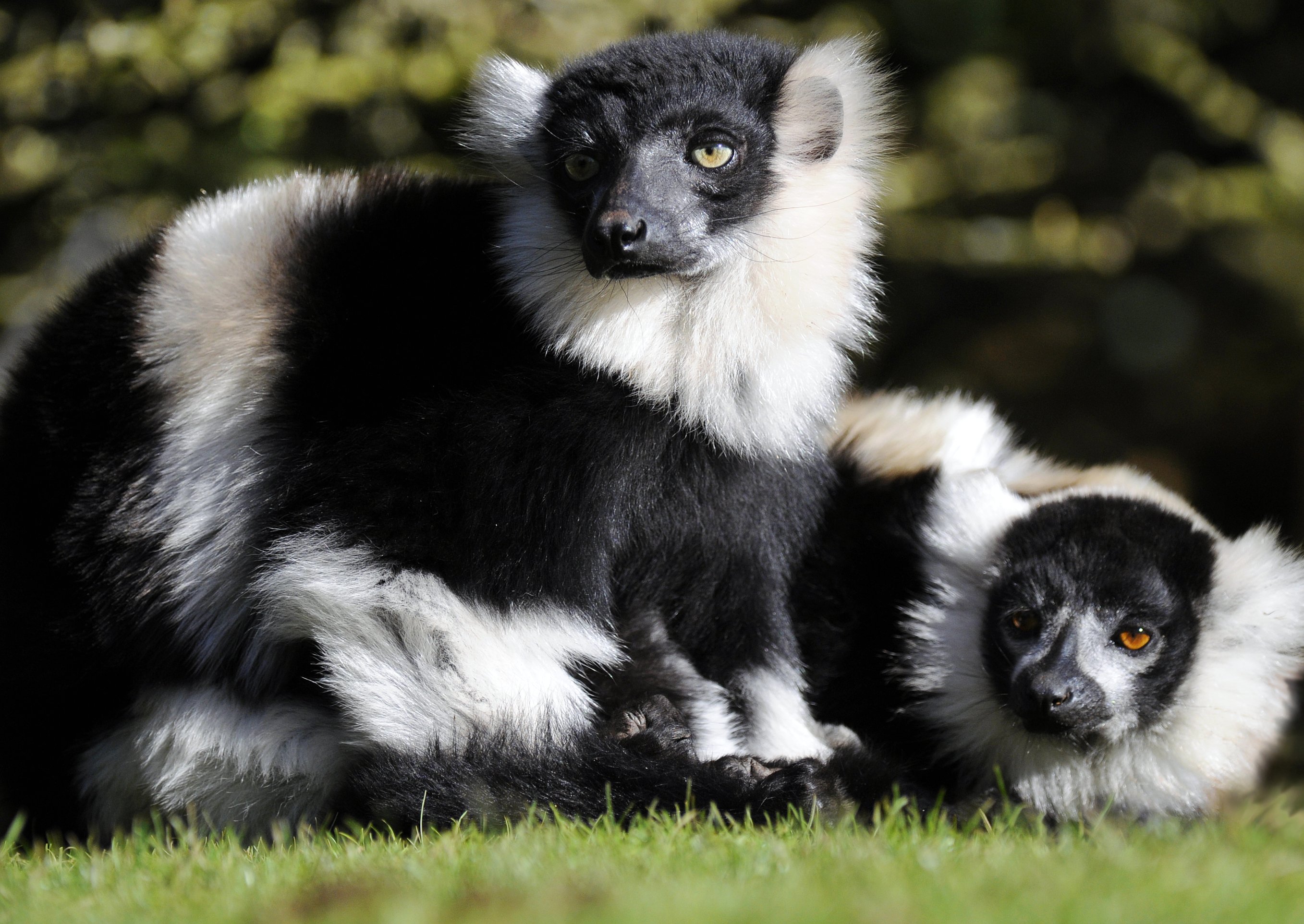 316016 Bild herunterladen tiere, lemur, affen - Hintergrundbilder und Bildschirmschoner kostenlos