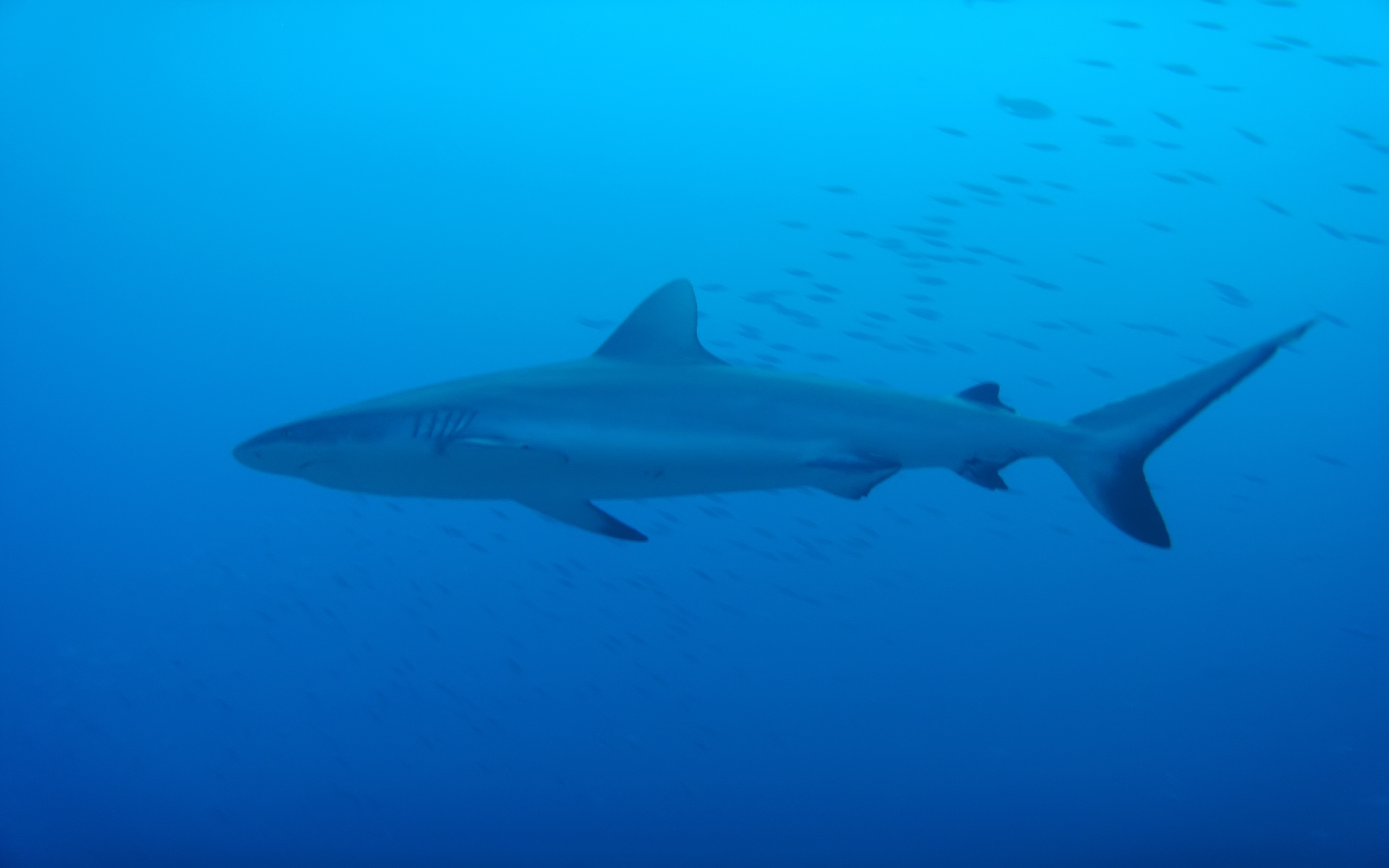 Téléchargez gratuitement l'image Animaux, Requin, Les Requins sur le bureau de votre PC